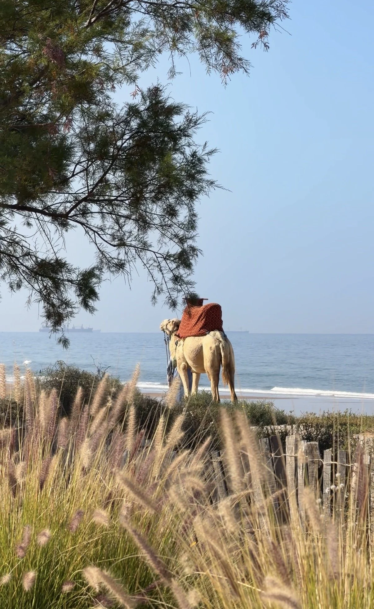 Un chameau avec un tapis rouge sur le dos, debout près de la plage, sous un arbre, avec la mer à l'arrière-plan