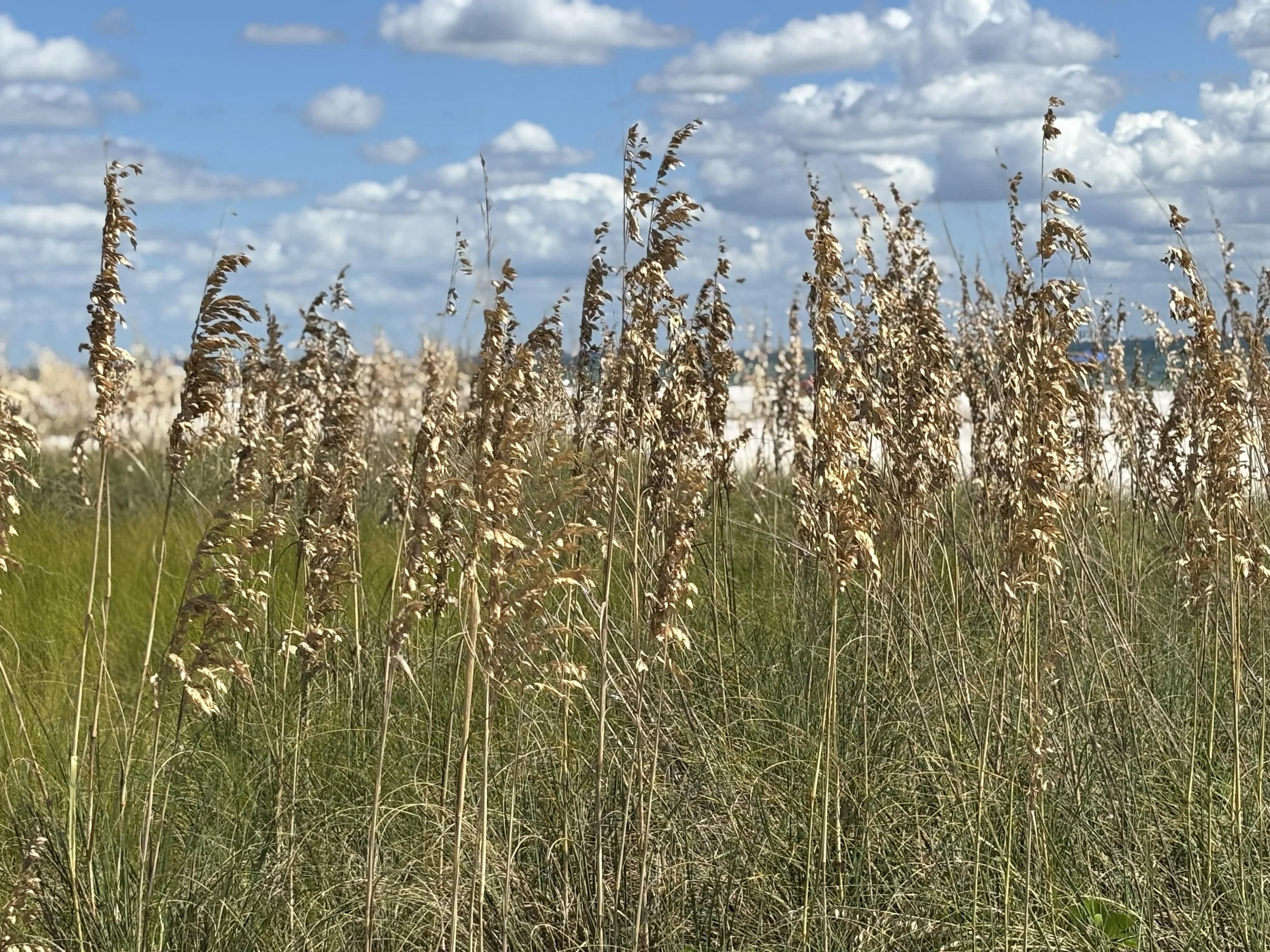 Where the Oats Dance, the Dunes Live -- Please don't disturb.