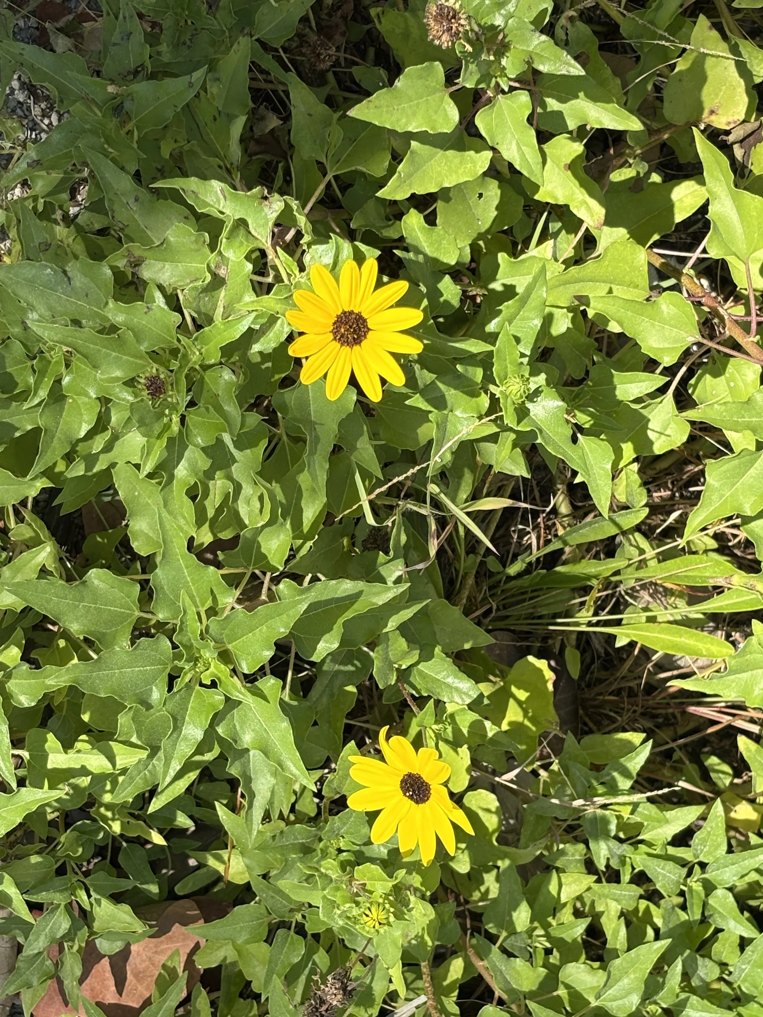 Wildflowers on our property