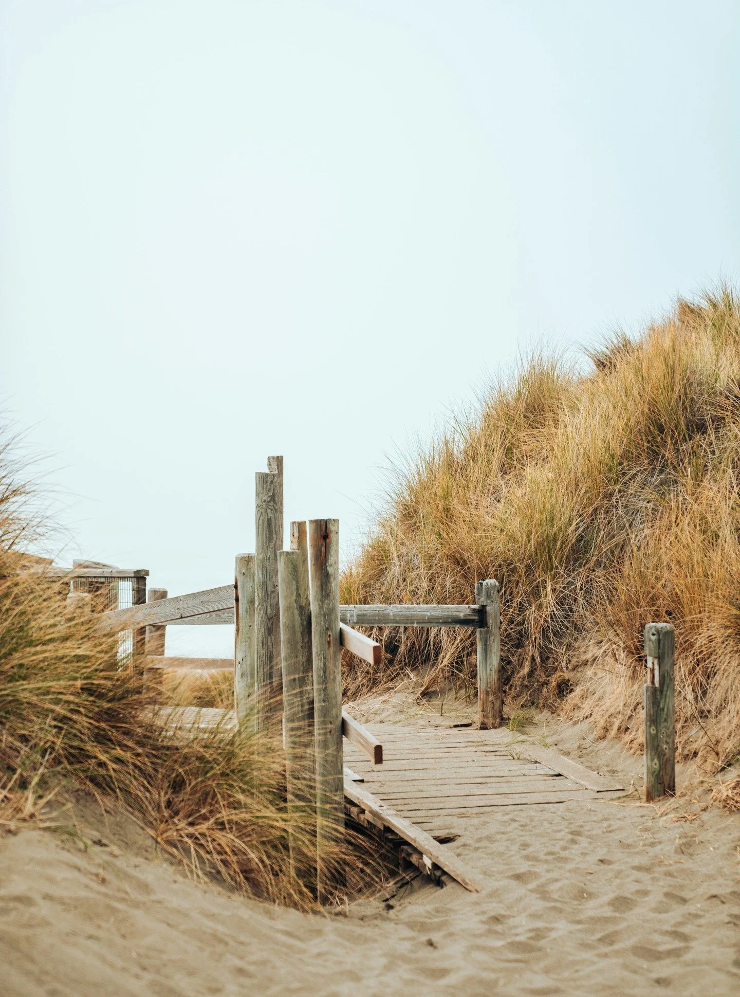 Why grasses work so well in coastal gardens 🌾

Ornamental grasses are naturally adapted to wind, salt, and poor soils. 

Their flexible stems prevent breakage, while their movement adds softness and rhythm to exposed landscapes.

Aesthetically, they