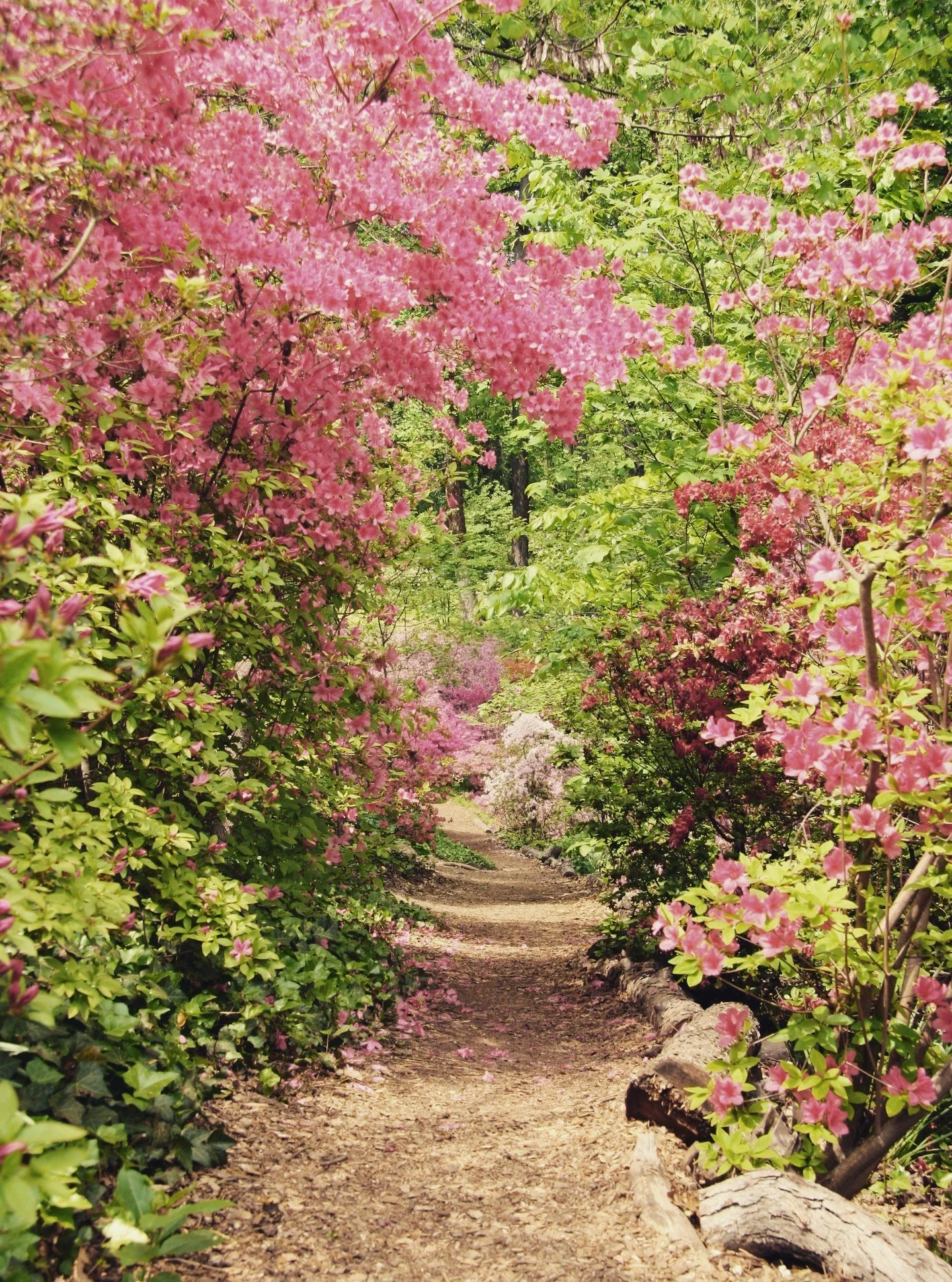 Spring structure isn&rsquo;t just about flowers; it&rsquo;s about movement through space.

🪻 Layered shrubs and seasonal bloomers guide the eye and invite exploration, creating rhythm along a garden path. 

🌊 In coastal or exposed sites, compact fl