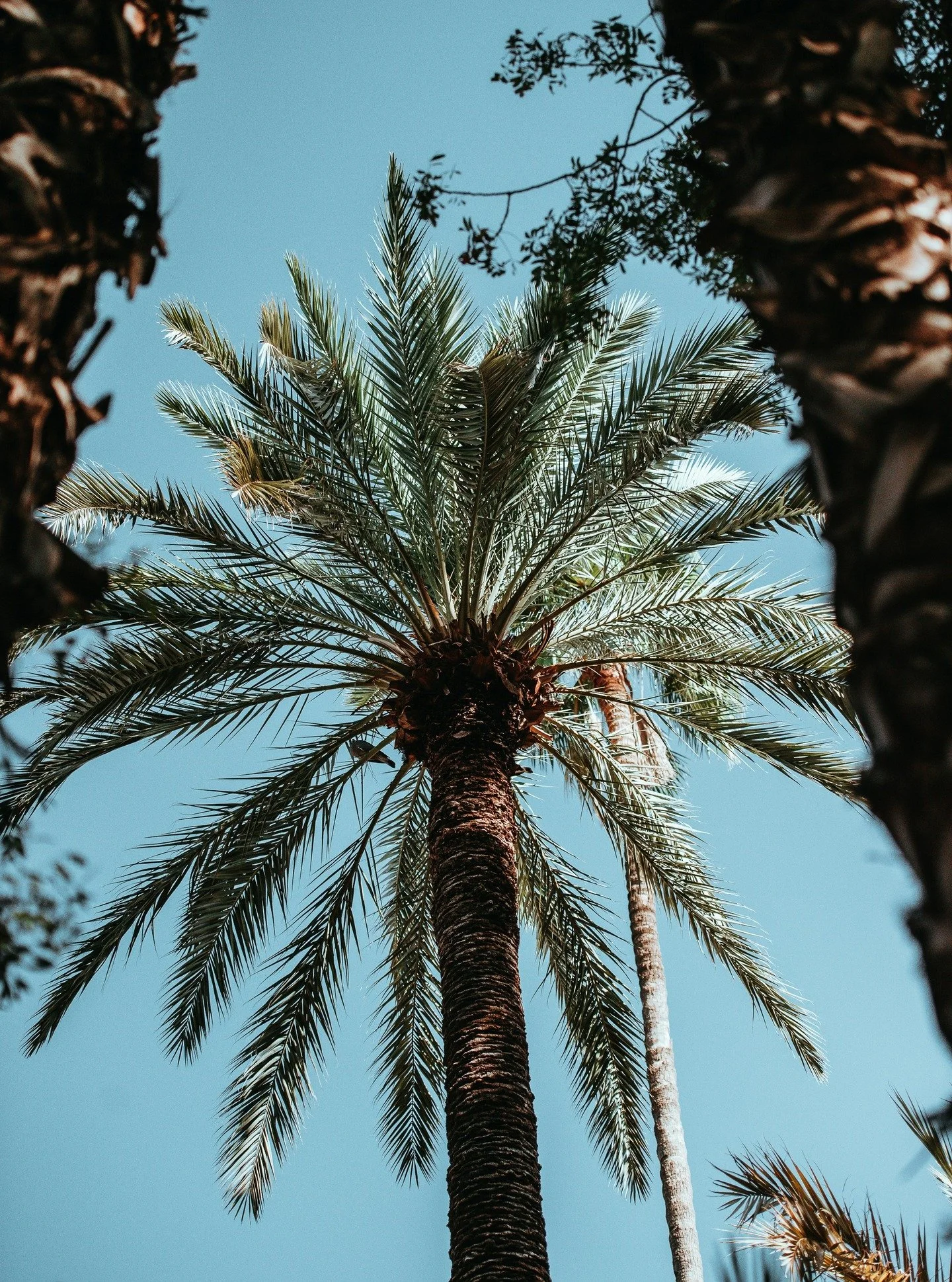 📏 Vertical structure matters.

🌴 Palms and architectural trees bring height, drama, and a sense of place to coastal gardens, without blocking light or views. 

🤸 Their flexible trunks and wind-adapted fronds make them ideal for exposed sites where