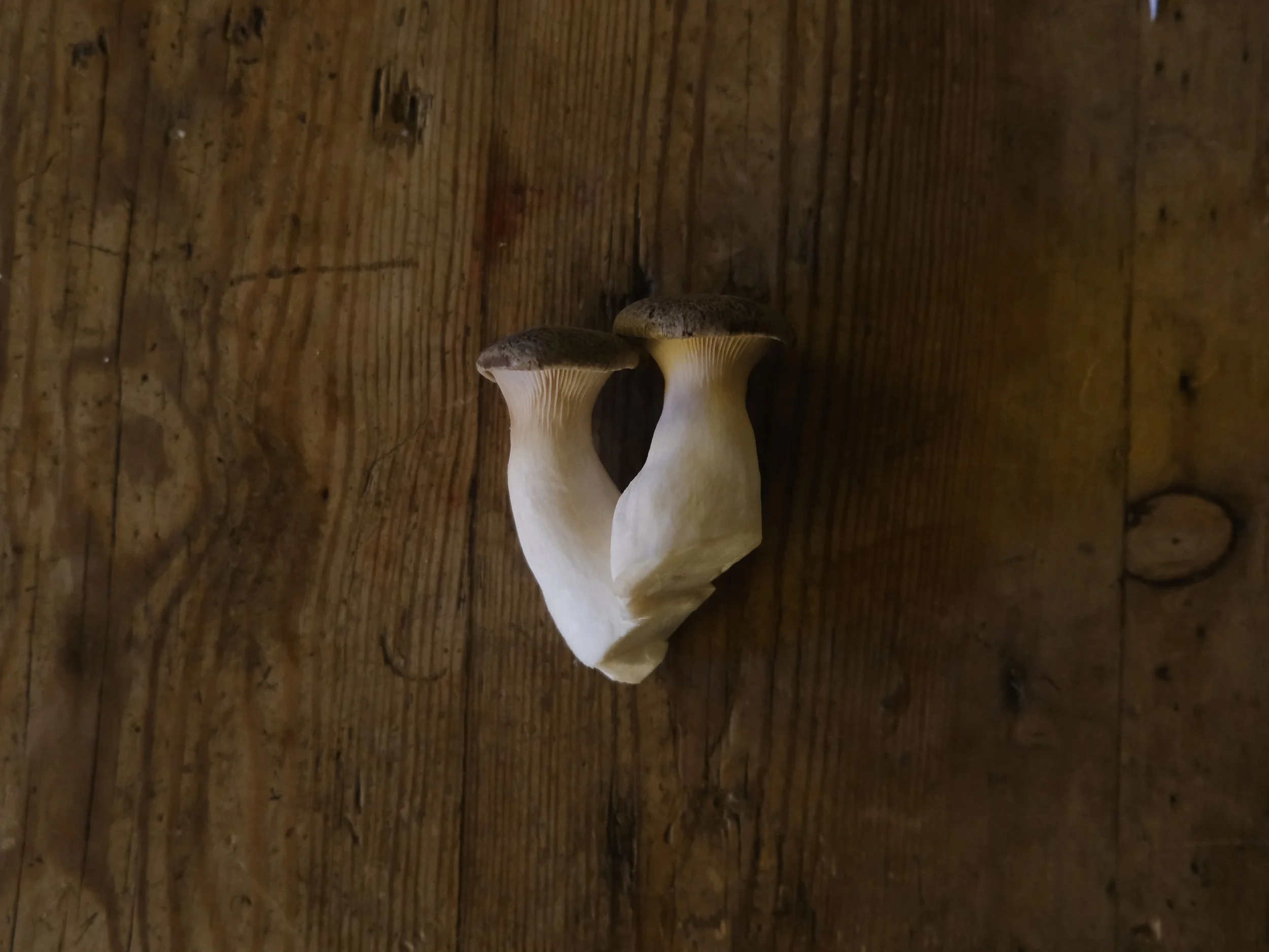 How to cook King Oyster Mushrooms: Easy summer grilling and pan frying recipes.