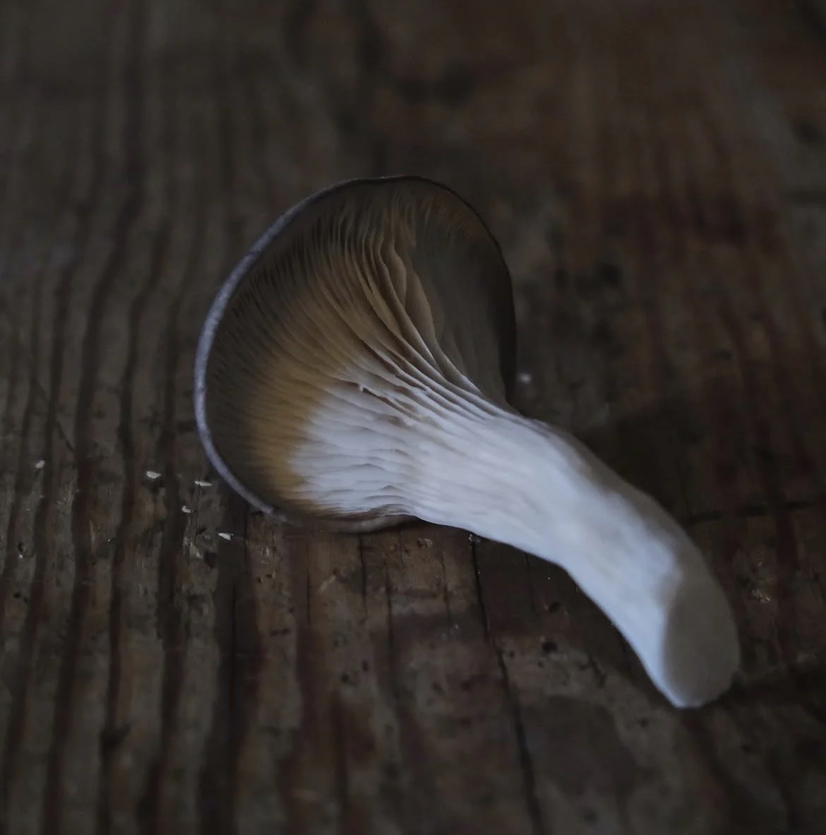 Blue Oyster Mushrooms: Easy Summer Recipes and Tips
