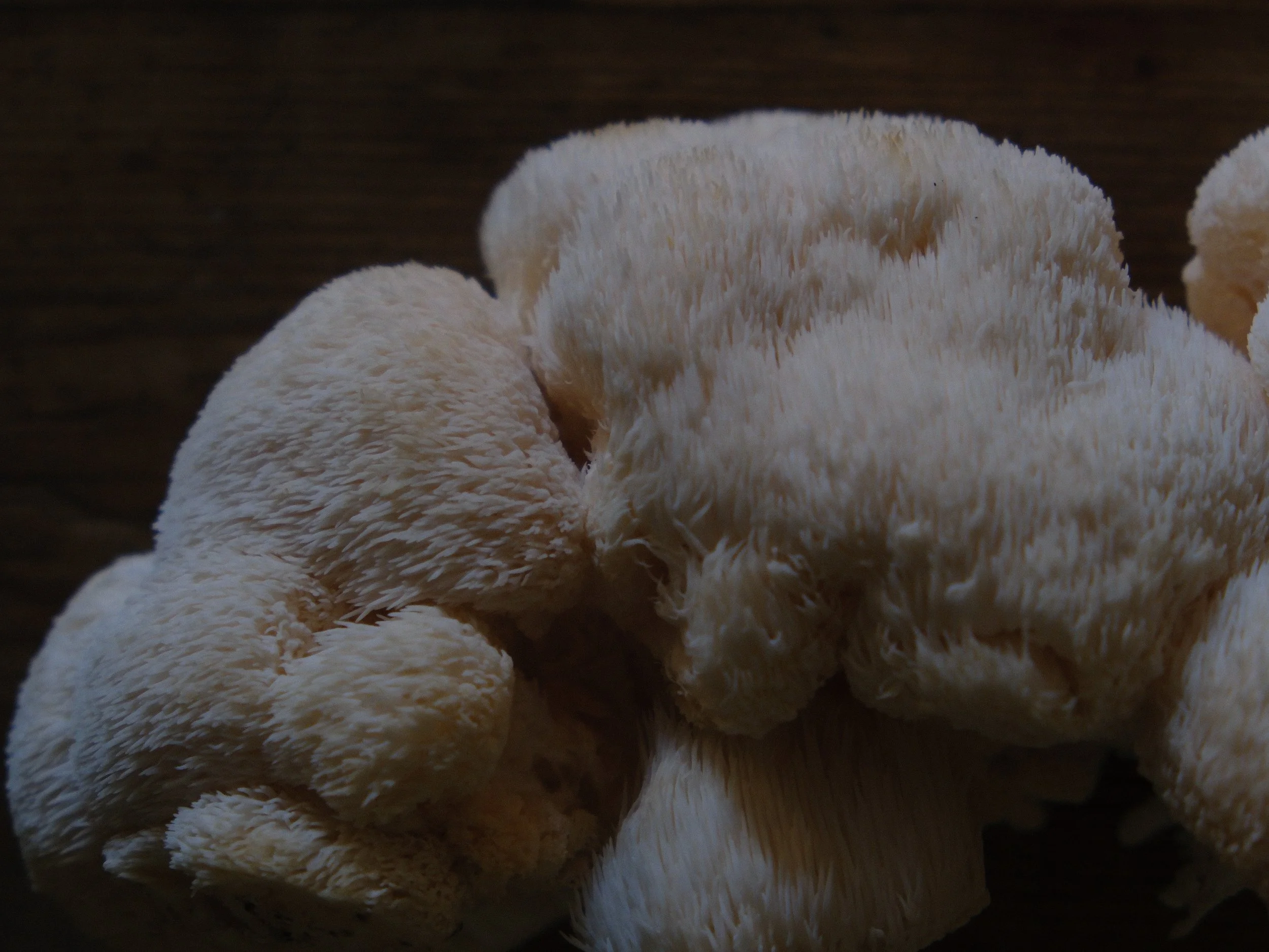 Lions Mane Mushrooms: Benefits for Brain Health and Easy Recipes