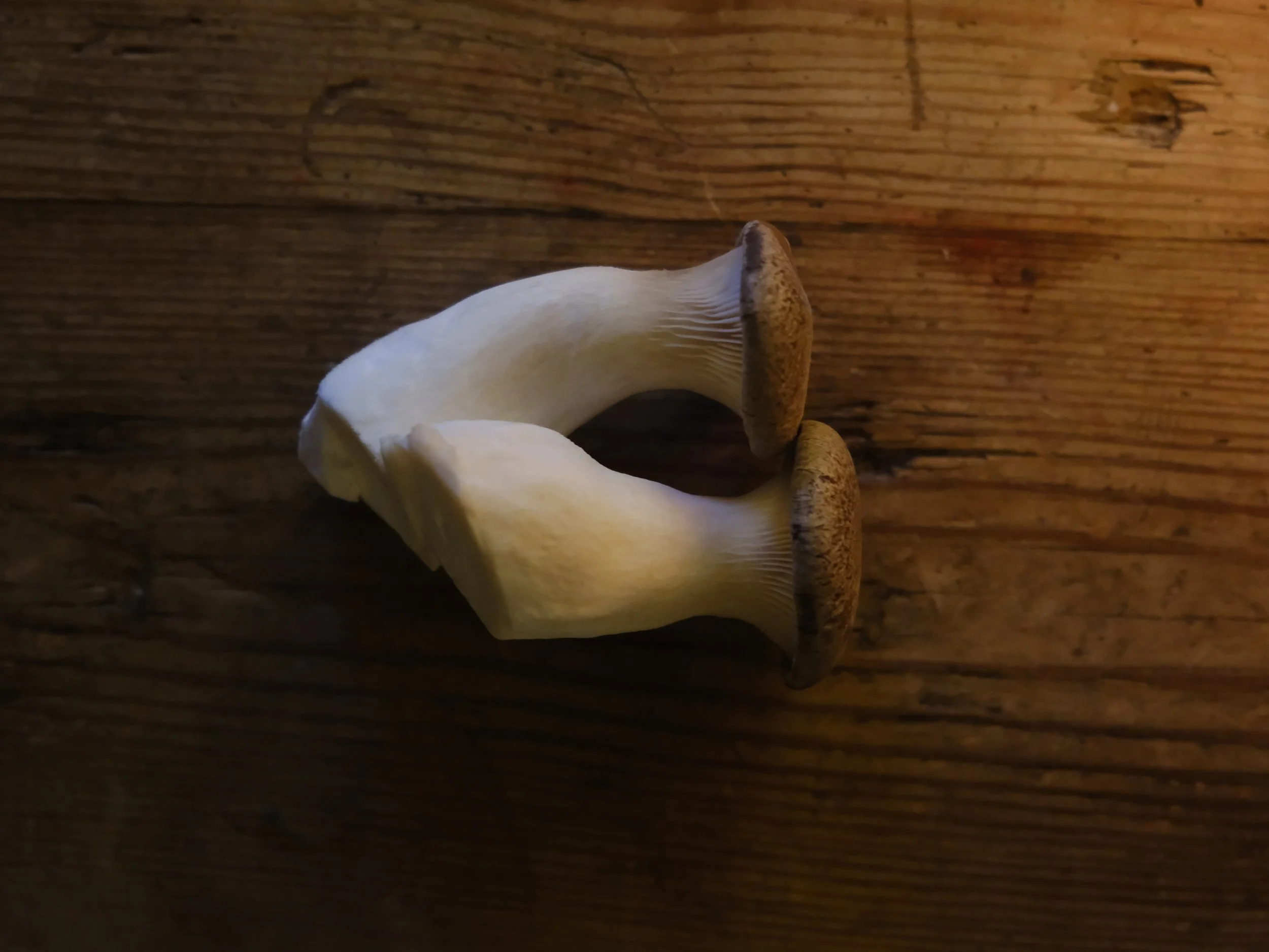 How to Buy and Store King Oyster Mushrooms: A Freshness Guide