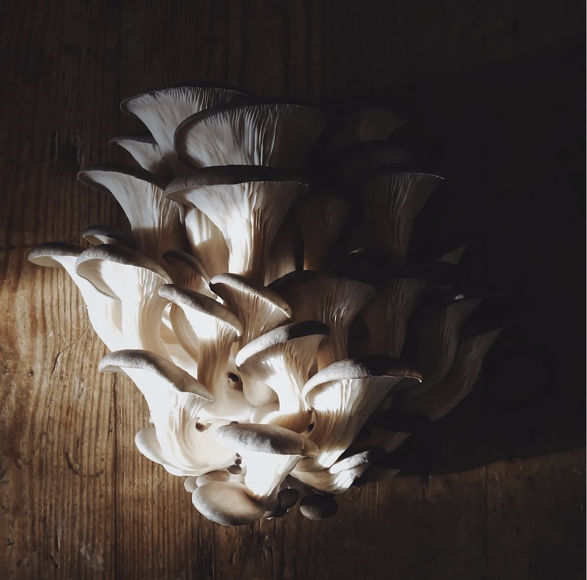 Blue Oyster Mushrooms Nutrition: Benefits and Easy Ways to Enjoy Them