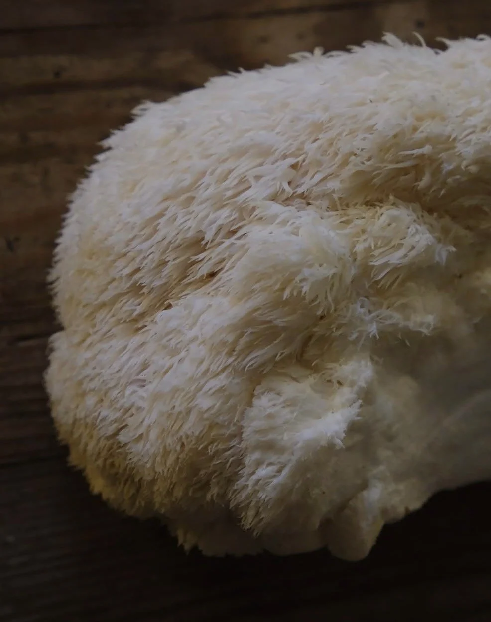 How Lion’s Mane Mushrooms Are Grown in the UK: A Farm to Table Guide