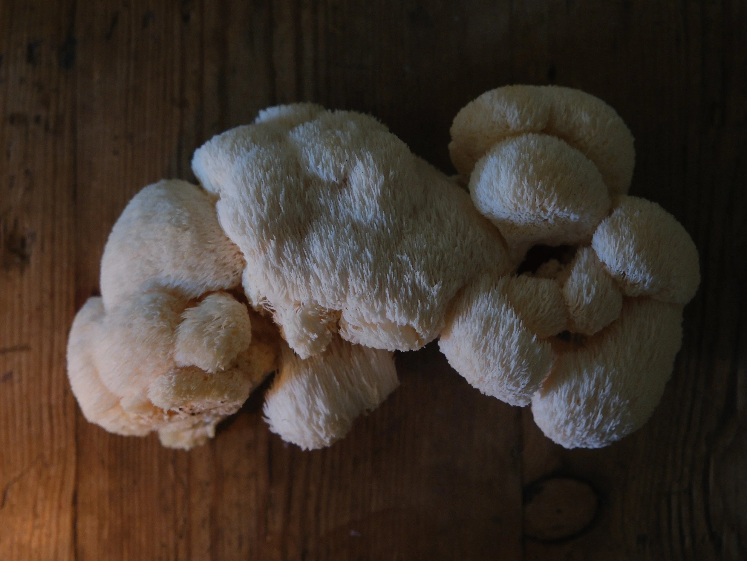 Close-up of fresh oyster mushrooms on a wooden surface.