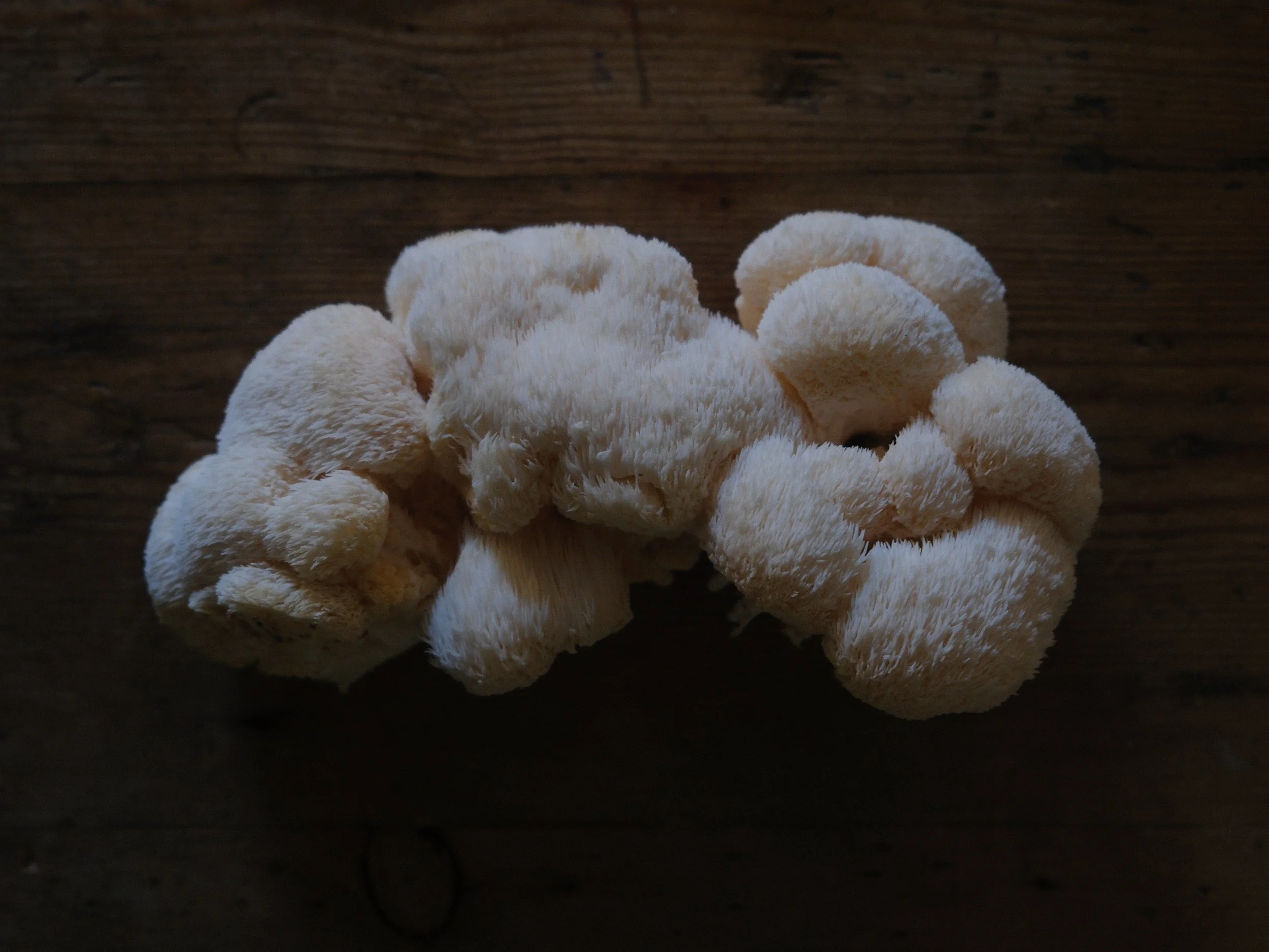 DSCF4728.JPG