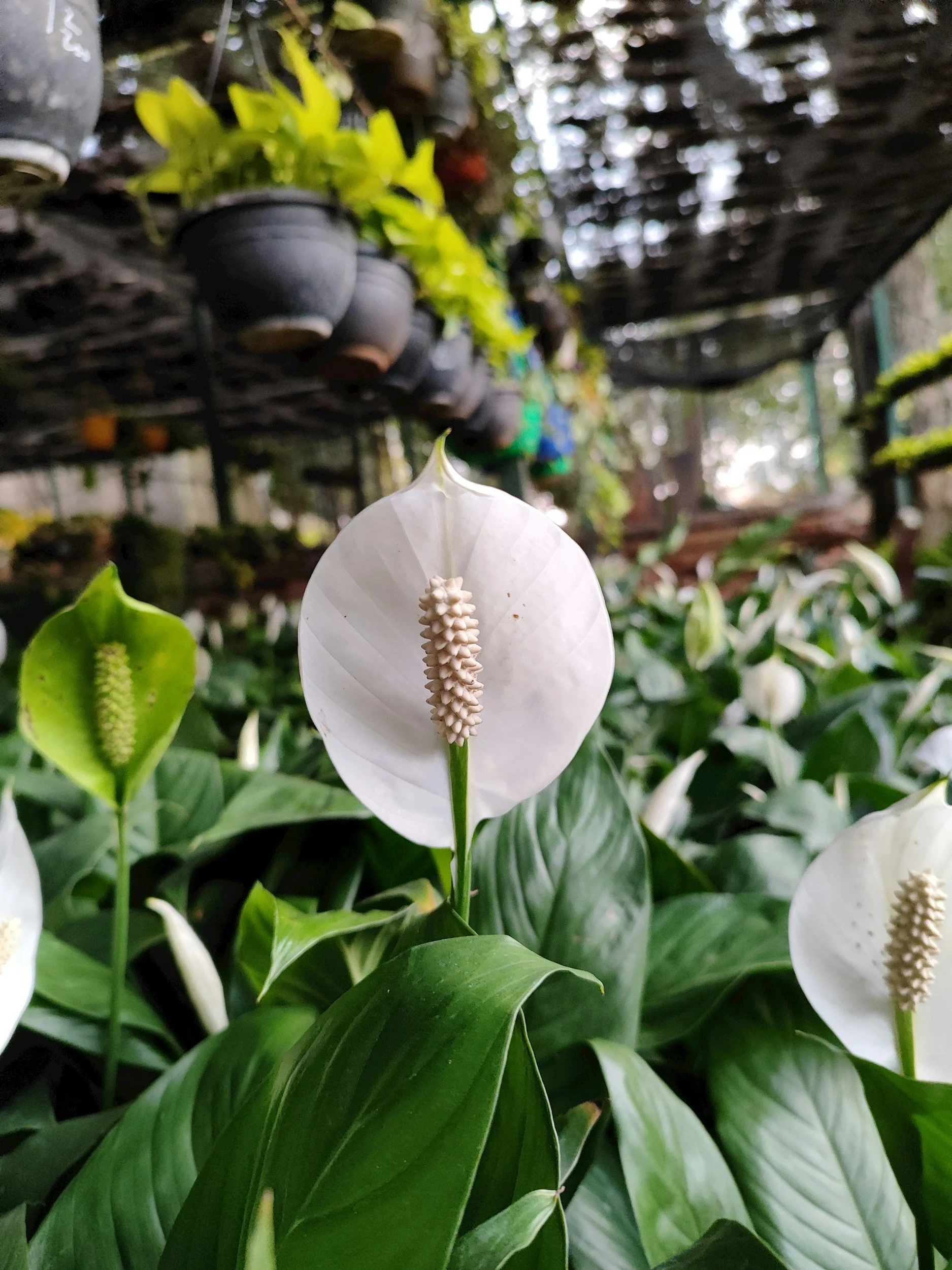 White peace lily flower with a central white spadix and large green leaves, in a nursery or greenhouse setting.