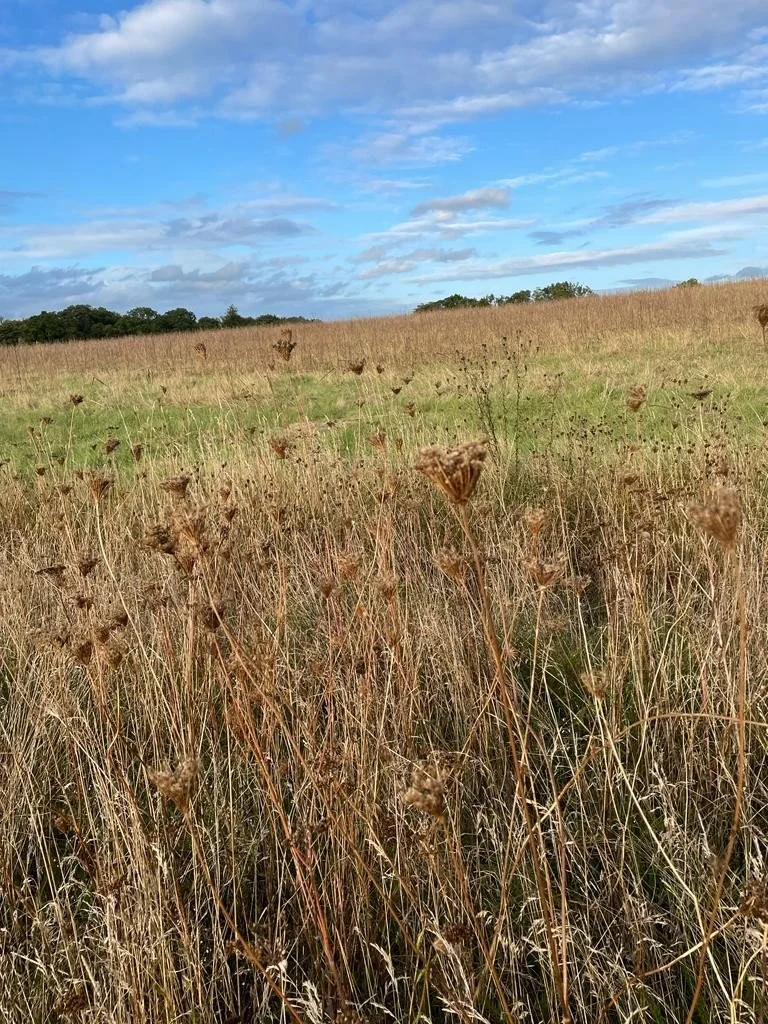 FORNHAM FIELD1.jpg