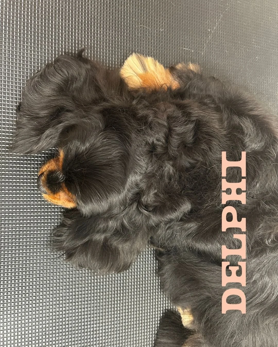 Someone had a very relaxing spa day... 😴🤍

Delphi popped in for her Full Boop and looked every bit the sleeping beauty afterwards, catching a well-earned nap while we admired her glow-up. ✨👑

This gorgeous little lady is an absolute dreamy girl to