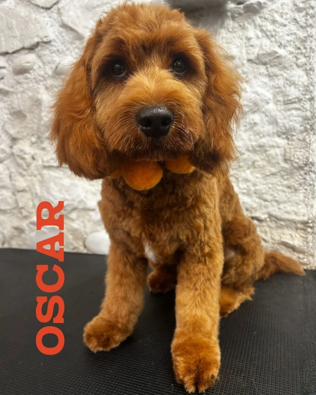 🐾 OSCAR | SECOND FULL BOOP 🧡

Oscar came back for his second Full Boop, and he's growing into such a handsome boy! 🥹

His family wanted to take him a little shorter to help keep him cool during the warmer weather, while still holding onto that gor