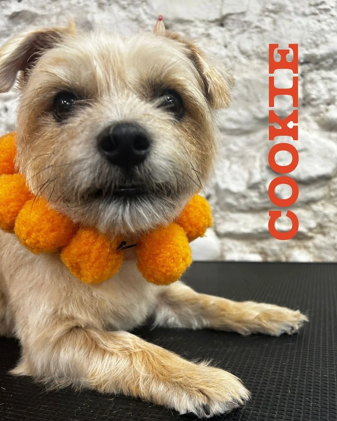 🍪 COOKIE | FULL BOOP ✂️🤍

Cookie came in for her Full Boop to take all that floof a little shorter and much more manageable for the summer. ☀️

Standing still isn't really Cookie's favourite hobby 😂, but with a little patience, reassurance and ple