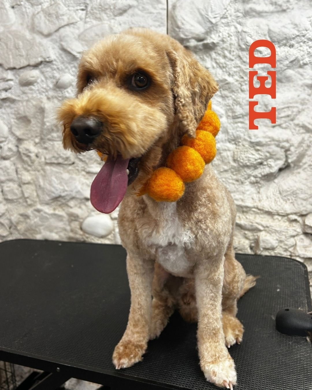 🇫🇷☀️ Bon voyage, Ted! ☀️🇫🇷

Ted popped in for his Full BOOP before heading off on his French adventure... and he's now all set for sunshine, lakes and plenty of splashing! 🌊🐾

This water-loving boy absolutely lives for a swim, so we gave him a 