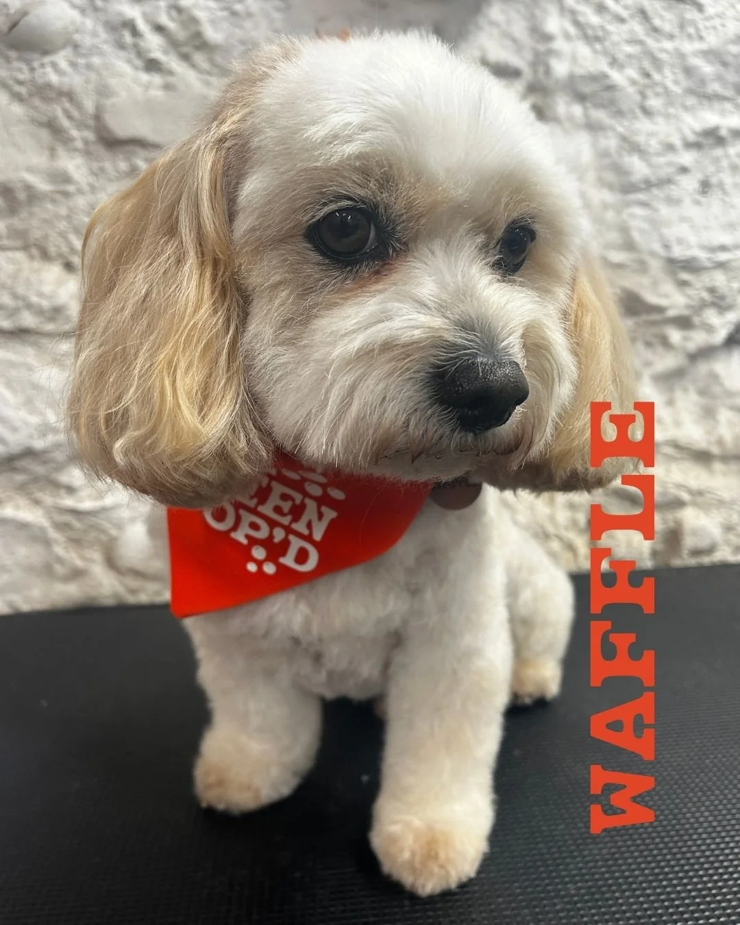 💛🐾 Isn't Waffle just the most handsome boy? 🐾💛

Waffle came in for his Full BOOP, and as always, it was an absolute pleasure to spend time with this lovely lad. He's got the most chilled-out personality and is always up for a cuddle (or two... or