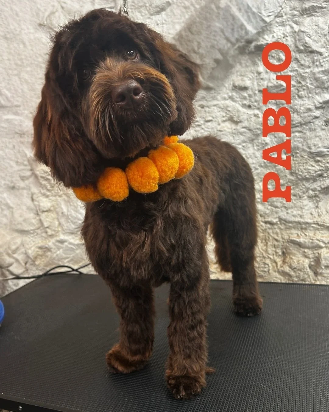 Pablo's back for his second Full Boop... and just look at him! 🤎✨

Those big puppy dog eyes. Those gorgeous chocolate brown locks. We honestly can't cope. 🥹

He's growing into such a handsome boy, and with every visit he's becoming more confident o