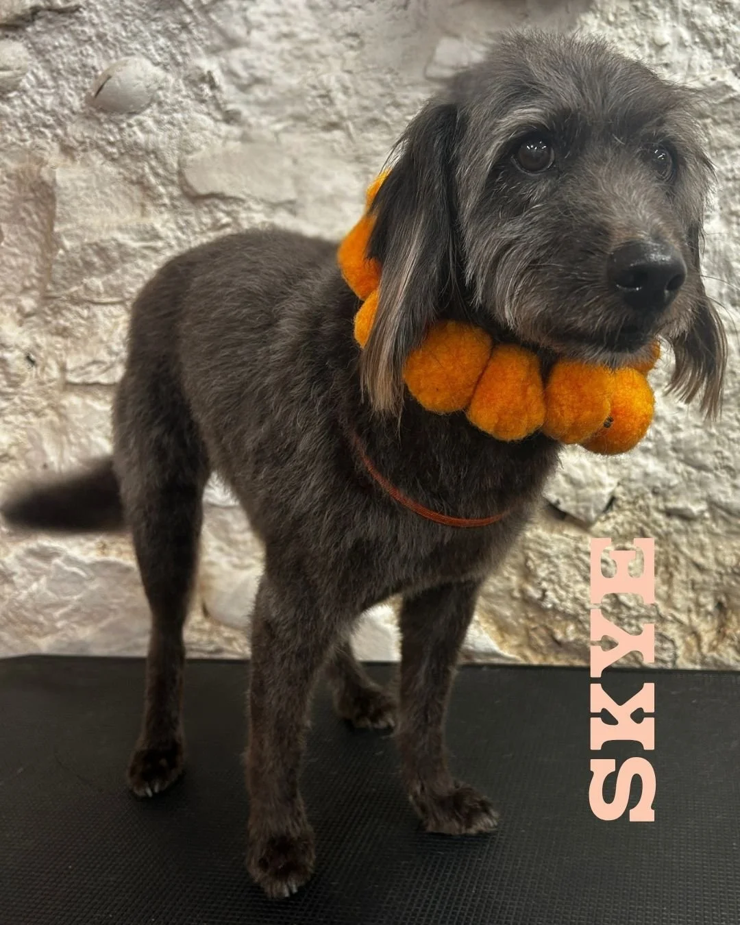 Skye, our gorgeous silver lady, came in for her Full Boop... and doesn't she look absolutely stunning? 🤍✨

We gave her the full spa treatment, leaving her fresh, fluffy, and feeling her very best &ndash; just in time for those balmy summer evenings 