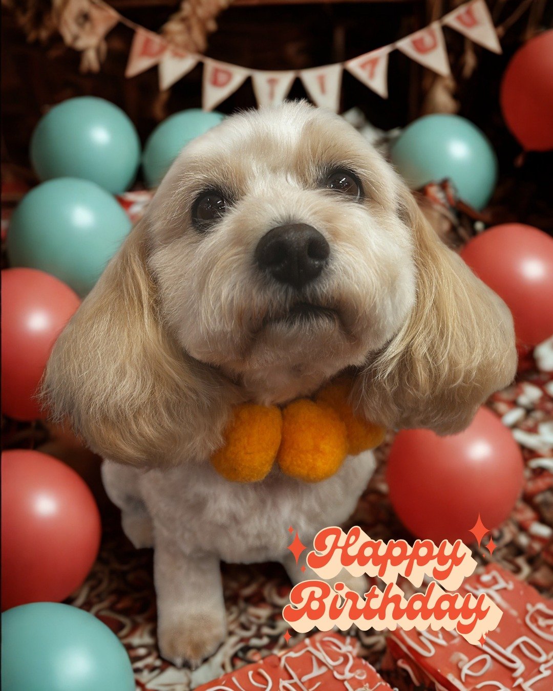 🎈 BIRTHDAY BOOP FOR WAFFLE! 🎂🐾

It&rsquo;s Waffle&rsquo;s birthday today, so obviously a Full Boop + birthday pamper was in order. ✨

Fresh, fluffy and looking very handsome for the celebrations. Now all that&rsquo;s left is the important bit&hell