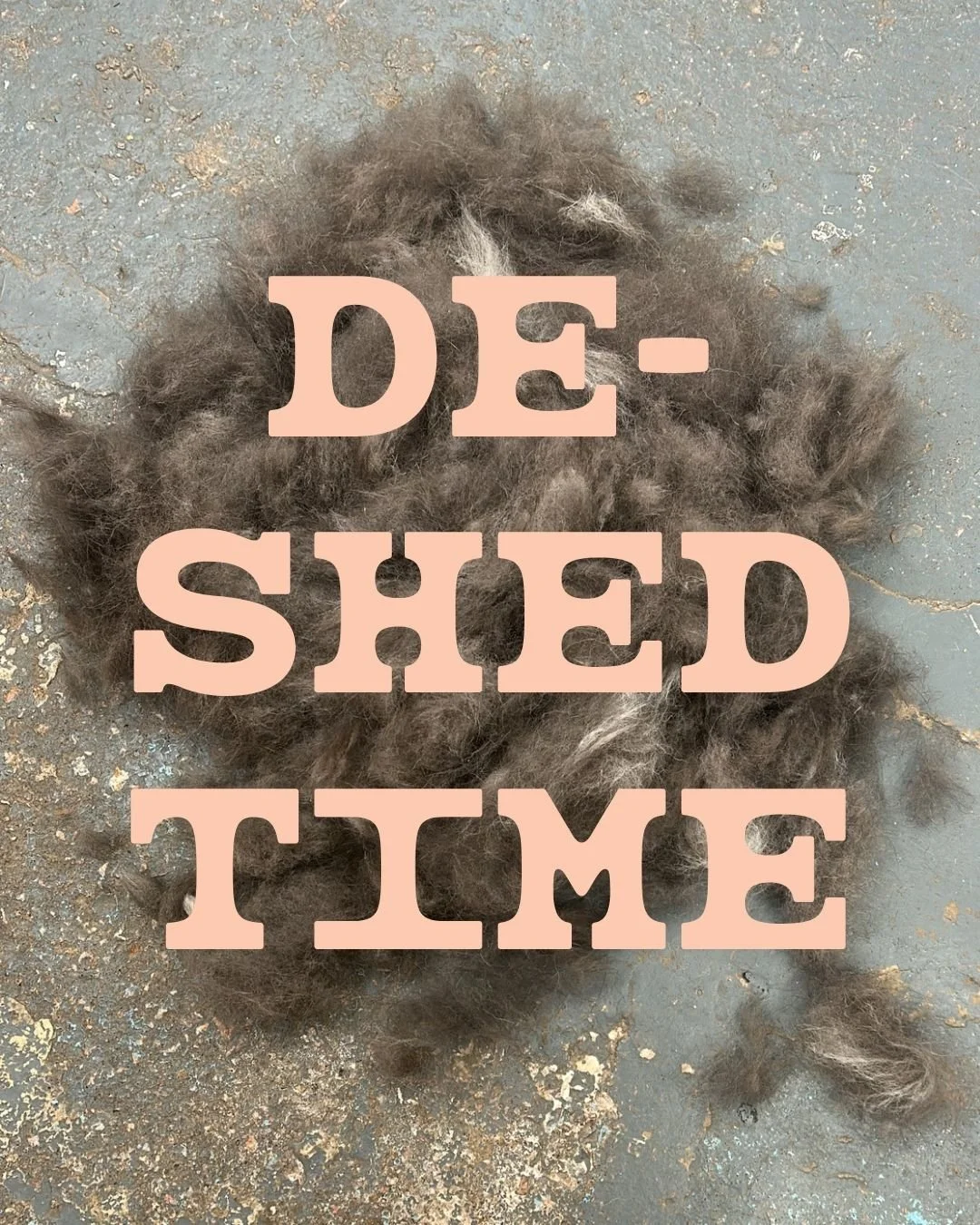 That mountain of floof can only mean one thing... 😳🐾

Another Summer Deshed success! ☀️✨

What you're looking at is all the loose undercoat your dog no longer has to carry around in the heat. Less shedding around your home, a healthier coat, better