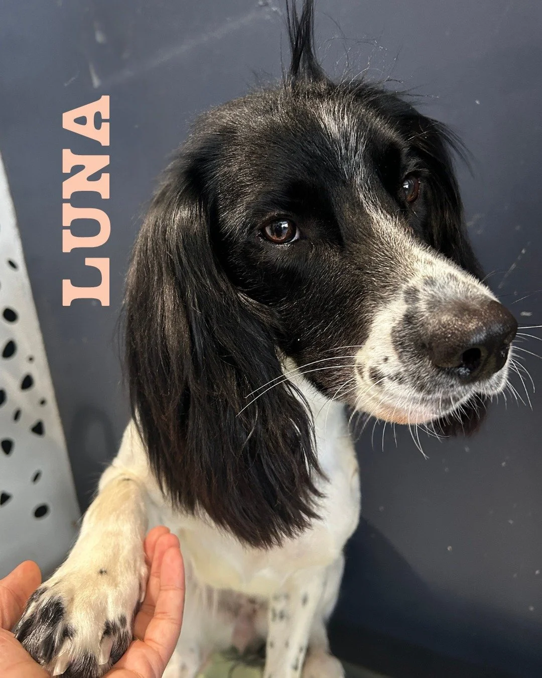 LUNA 🧡

The girl with the most wonderfully wild hair&hellip; and the sweetest little face to match. She really is such a doll.

Luna is moving to Cornwall, so I might not get to BOOP her quite as often, but she&rsquo;ll always have a very special pl