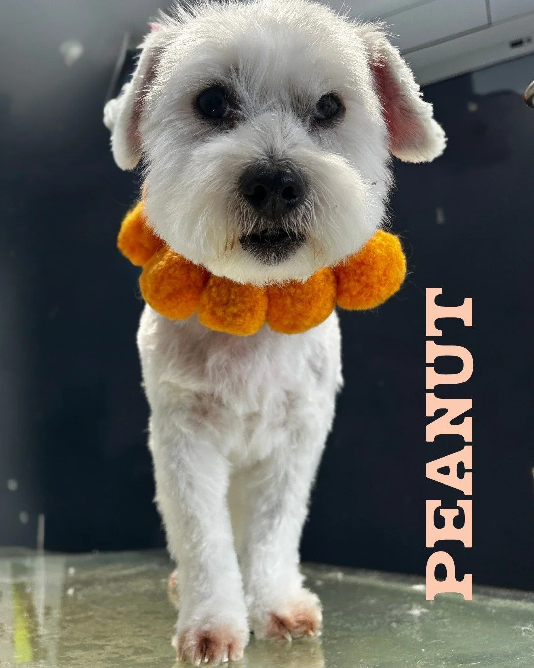 PEANUT 🧡

The sweetest older gent, with just the right amount of sass.

Peanut is always so happy to see me, enjoys his BOOP on his own terms&hellip; and is usually more than ready for a well-earned post-groom nap afterwards. 😂

Such a lovely boy a