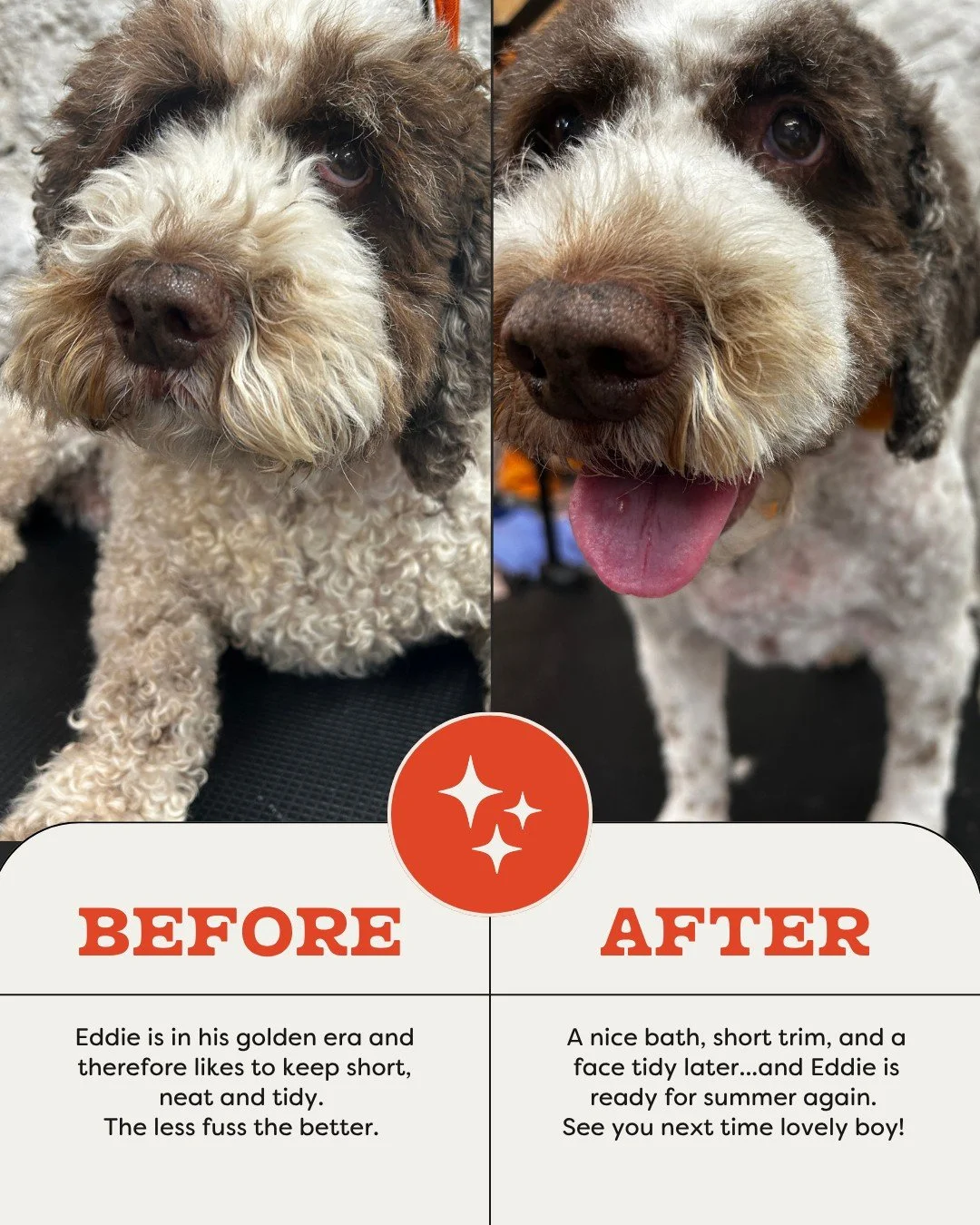 Eddie&rsquo;s before &amp; after ✂️🐾

This handsome older chap was very keen to get as close to the camera as possible&hellip; personal space is clearly overrated. 😂

Eddie is kept nice and short to help him stay comfortable and make his coat easie