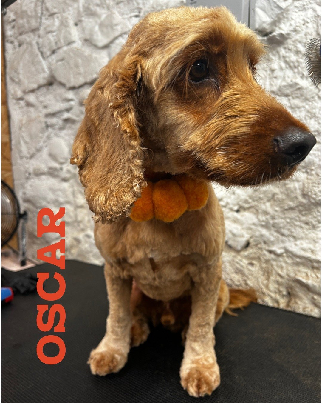Oscar&rsquo;s field-proof BOOP 🌿✂️

This handsome Cocker Spaniel is kept nice and short because he has very important business to attend to&hellip; running through fields and disappearing into bushes. 😂

A shorter coat means fewer tangles, less deb