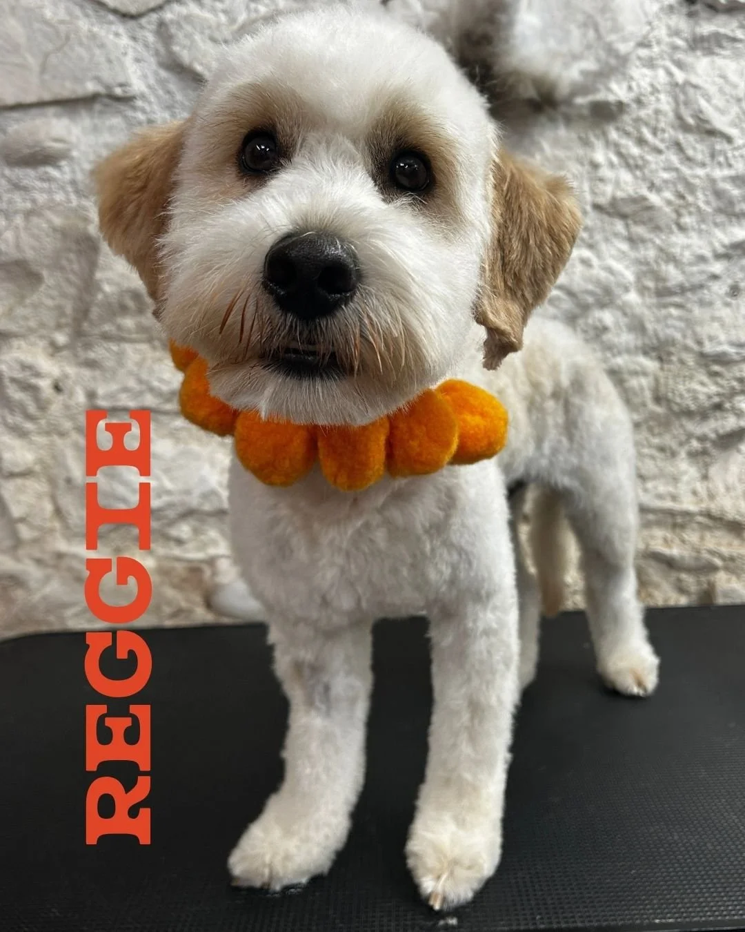 Meet Reggie 🧡 In for his very first FULL BOOP!

I actually met Reggie&rsquo;s pawparents while out on a beach walk. We got chatting - about dogs, obviously - because I LOVE LOVE LOVE talking to people about their pups, whether they&rsquo;re BOOP cli
