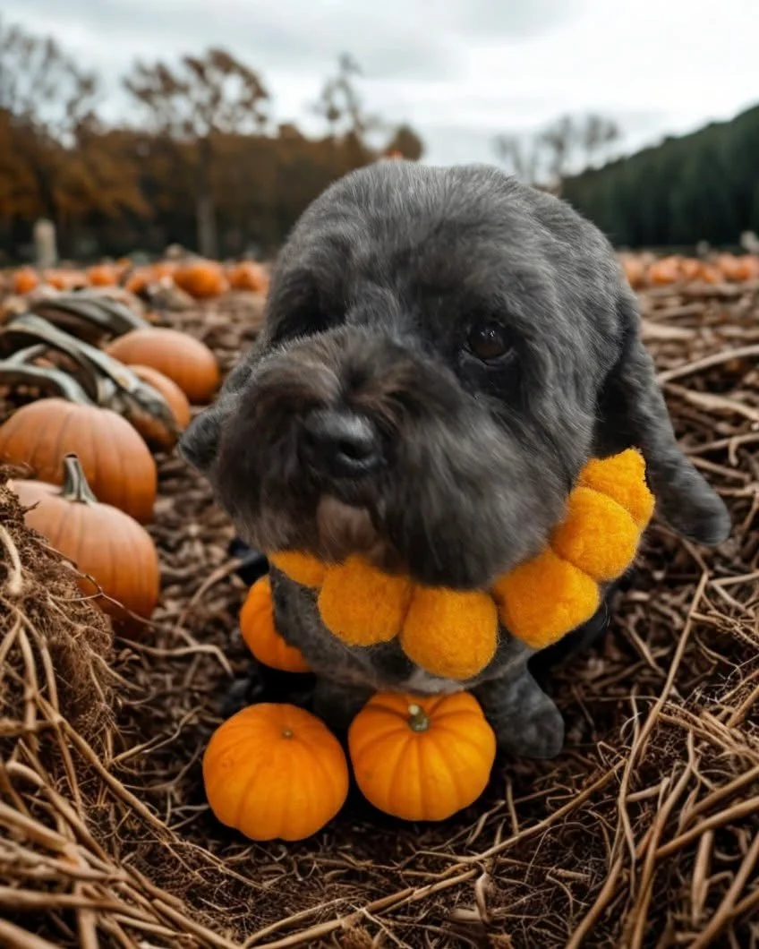 🎃🍂 PUMPKIN SPICE SEASON HAS ARRIVED AT BOOP 🍂🎃

Margot came in for her Full Boop + Pumpkin Spice Upgrade and left looking fresh, floofy and smelling ridiculously delicious. 🧡

Think cosy autumn vibes, freshly groomed pup and that extra little se