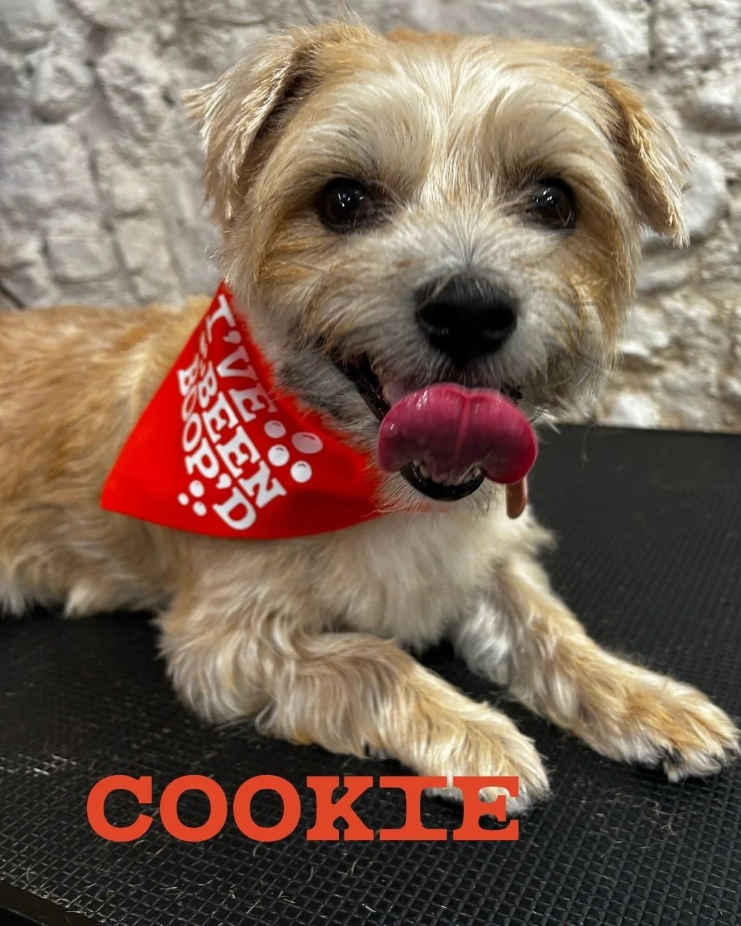 🚨 BANDANA ALERT 🚨

Cookie came in for her 3rd Full Boop which can only mean one thing&hellip; she&rsquo;s officially earned her BOOP bandana! 🧡🐶

Three grooms in and very much part of the BOOP gang. Fresh trim, floof sorted and now accessorised a