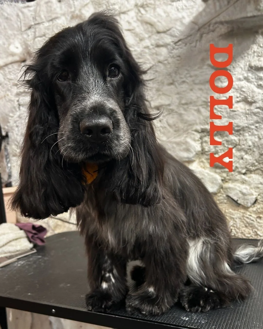 Little Dolly came in for a bath &amp; tidy while we patiently wait for that gorgeous Show Cocker coat to be ready for hand stripping&hellip; and she is VERY nearly there 👀✨

For now, it was all about a freshen up, a little neaten and keeping her com