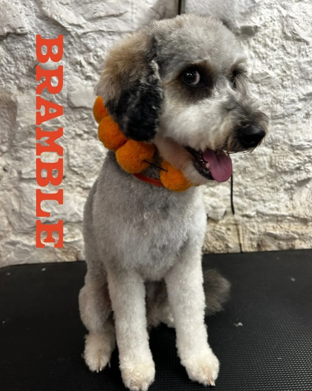 BRAMBLE 🧡

Grooming is not Bramble&rsquo;s favourite thing.

In fact, we&rsquo;re pretty sure it sits firmly in his bottom five things to do. 😂

But this brave little Cockapoo decided to give BOOP a go &mdash; and he absolutely SMASHED IT.

We&rsqu