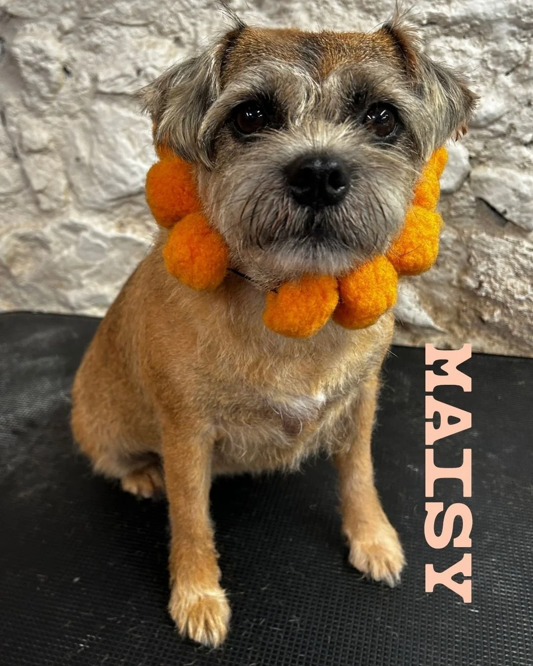 Meet Maisy 🧡

This little doll popped in for a handstrip and face tidy, finished off with a lovely pampering bath and dry.

Just a BOOP visit this time while her usual groomer is on the mend &mdash; but I feel very honoured to have met this gorgeous