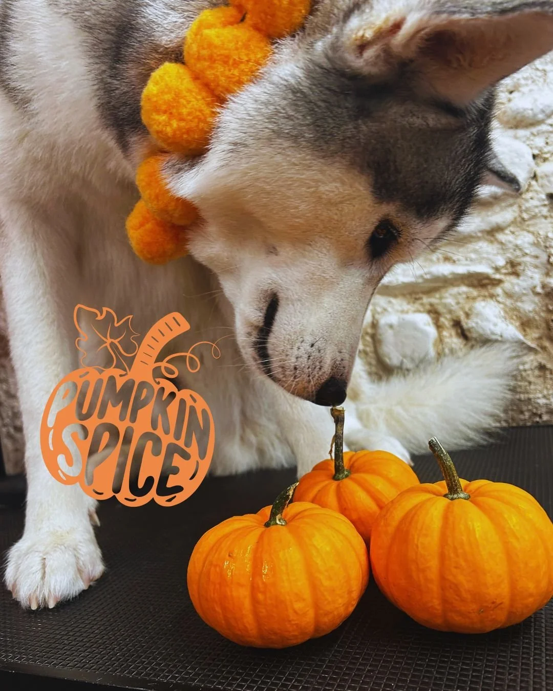 Hunter the Husky came in for his Pumpkin Spice Upgrade and very much understood the autumn assignment 🎃🍂🧡

A little seasonal pamper, plenty of floof, and that fresh-from-BOOP feeling ✨

Want to give your pup the autumn treatment too? Add the Pumpk