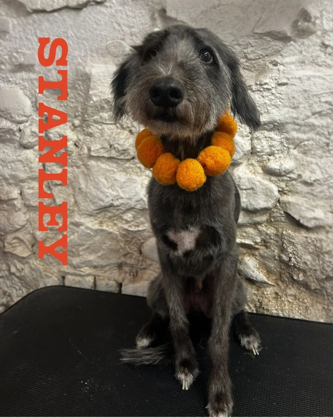 🎩 A VERY DISTINGUISHED GENT INDEED.

Stanley the Bedlington Whippet came in for his Full Boop and honestly&hellip; just look at him. 🧡

Fresh, floofy and looking VERY pleased with himself. As he should. ✨🐾

#BOOPDogGrooming #FullBoop #BedlingtonWh