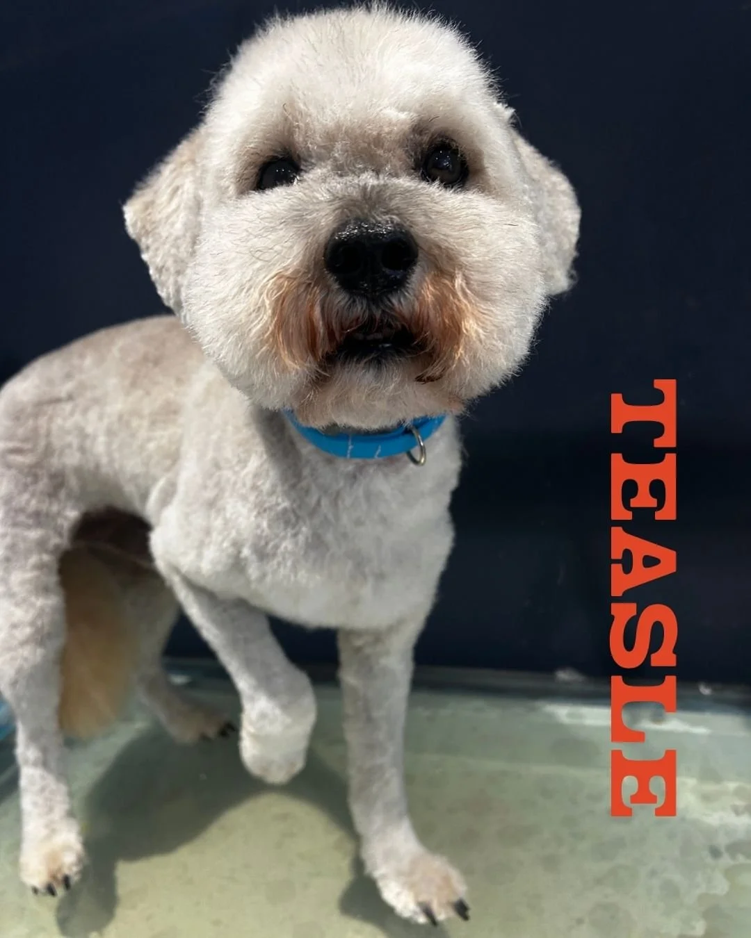 ✂️✨ TEASLE, BUT MAKE IT ASIAN FUSION.

Lovely boy Teasle the Cockapoo came in for a groom with a bit of an Asian Fusion-inspired twist - think soft, rounded, super-cute shaping with plenty of personality. 🧡

Groomed at Fido Sassoon in Chudleigh, and