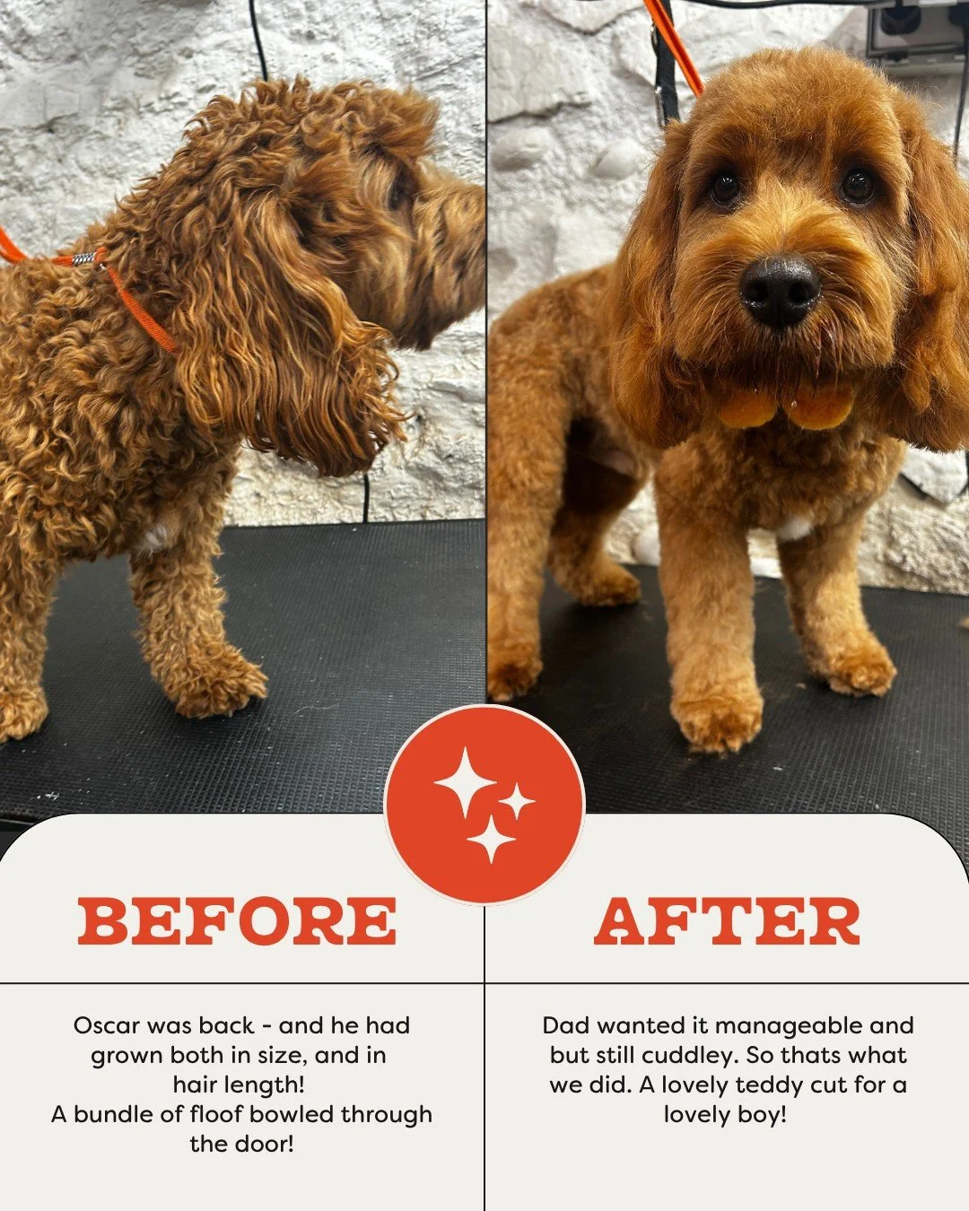 🐻✨ OSCAR&rsquo;S BACK &mdash; AND THE MANE IS GETTING SERIOUS.

Lovely Oscar came back in for another groom and he is growing in size, fluff and personality. 🧡

We went for a soft teddy cut, keeping that gorgeous rounded, cuddly look while getting 