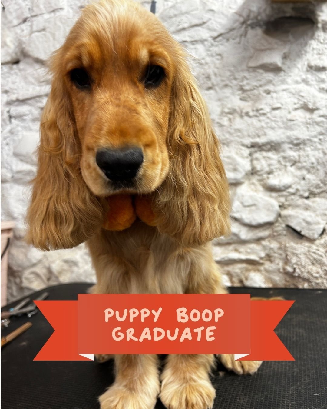 🎓 PUPPY BOOP GRADUATE! 🎓

Honey the Show Cocker has officially graduated from her Puppy BOOP programme 🥹🧡

Such a big girl now&hellip; but also still so very smol.

She&rsquo;s absolutely smashed her puppy sessions, getting used to all the sights