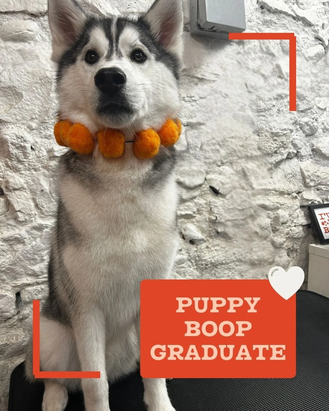 HUNTER puppy boop graduate.jpg