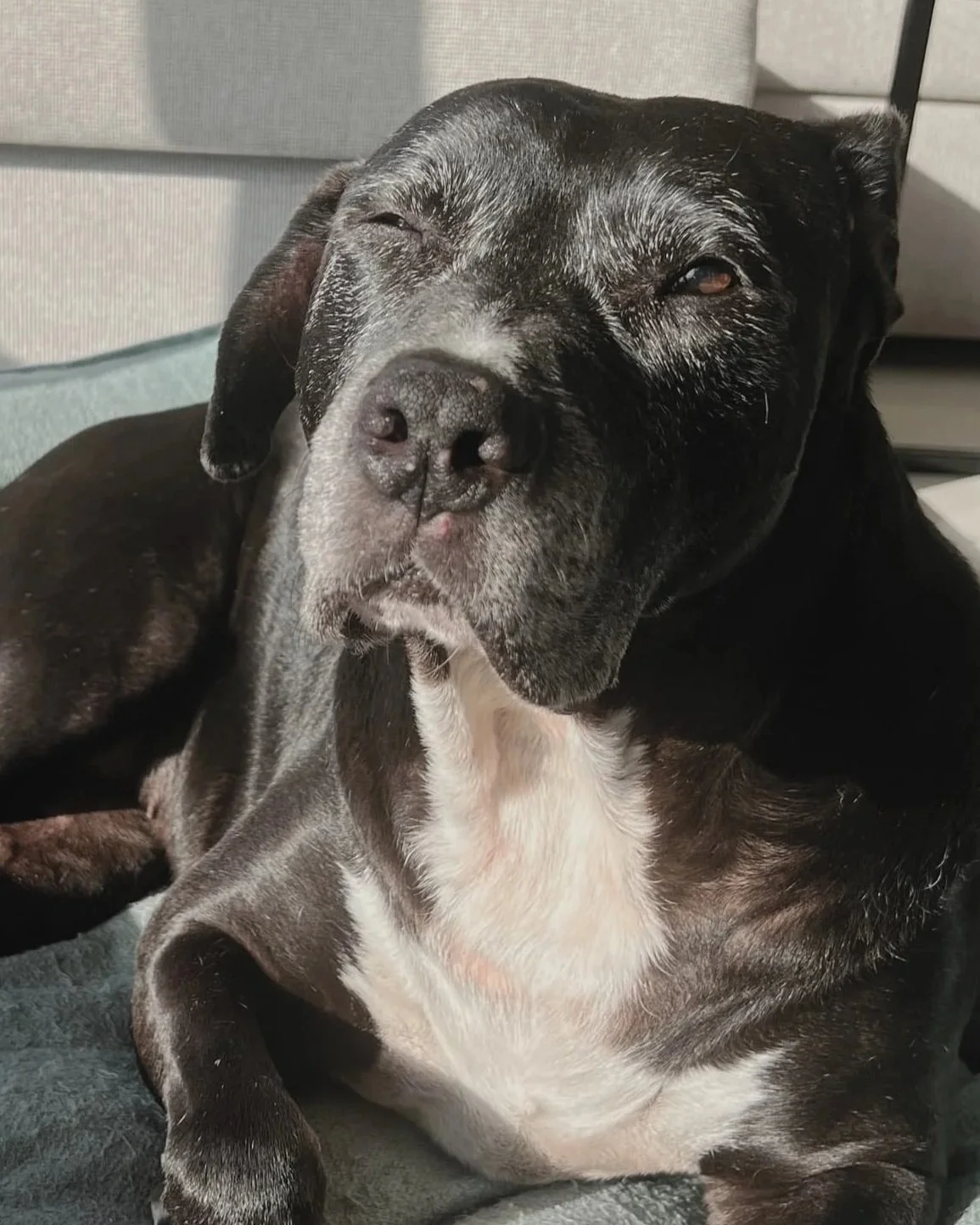 Close-up photo of a black and gray dog with a white chest, lying on a gray surface, with a light-colored piece of furniture in the background.