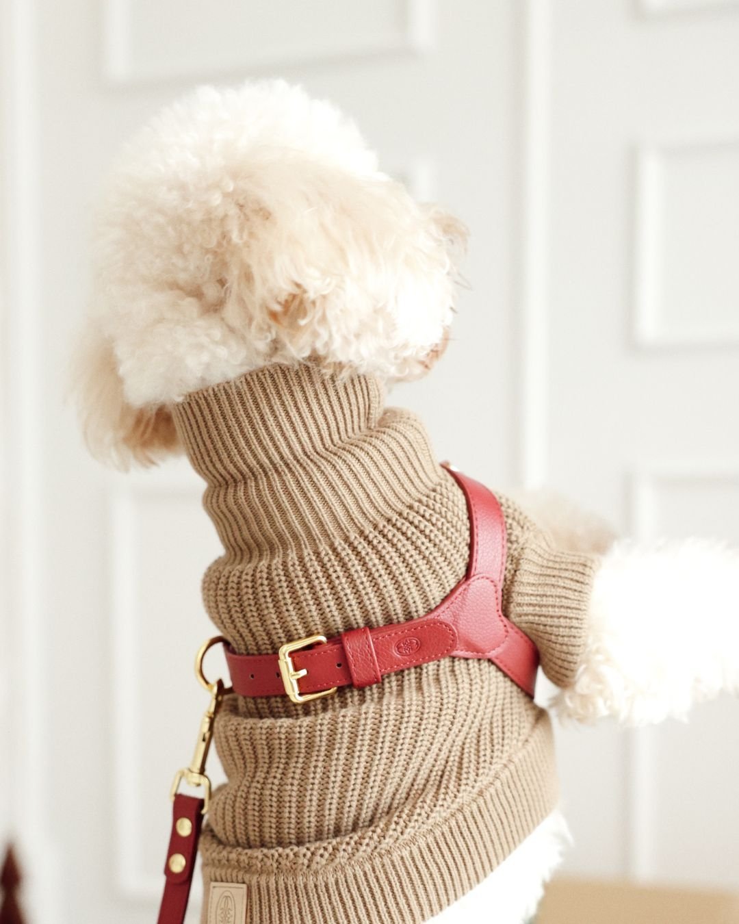 A small white curly-haired dog wearing a brown ribbed sweater and a red harness, standing indoors near a white door.