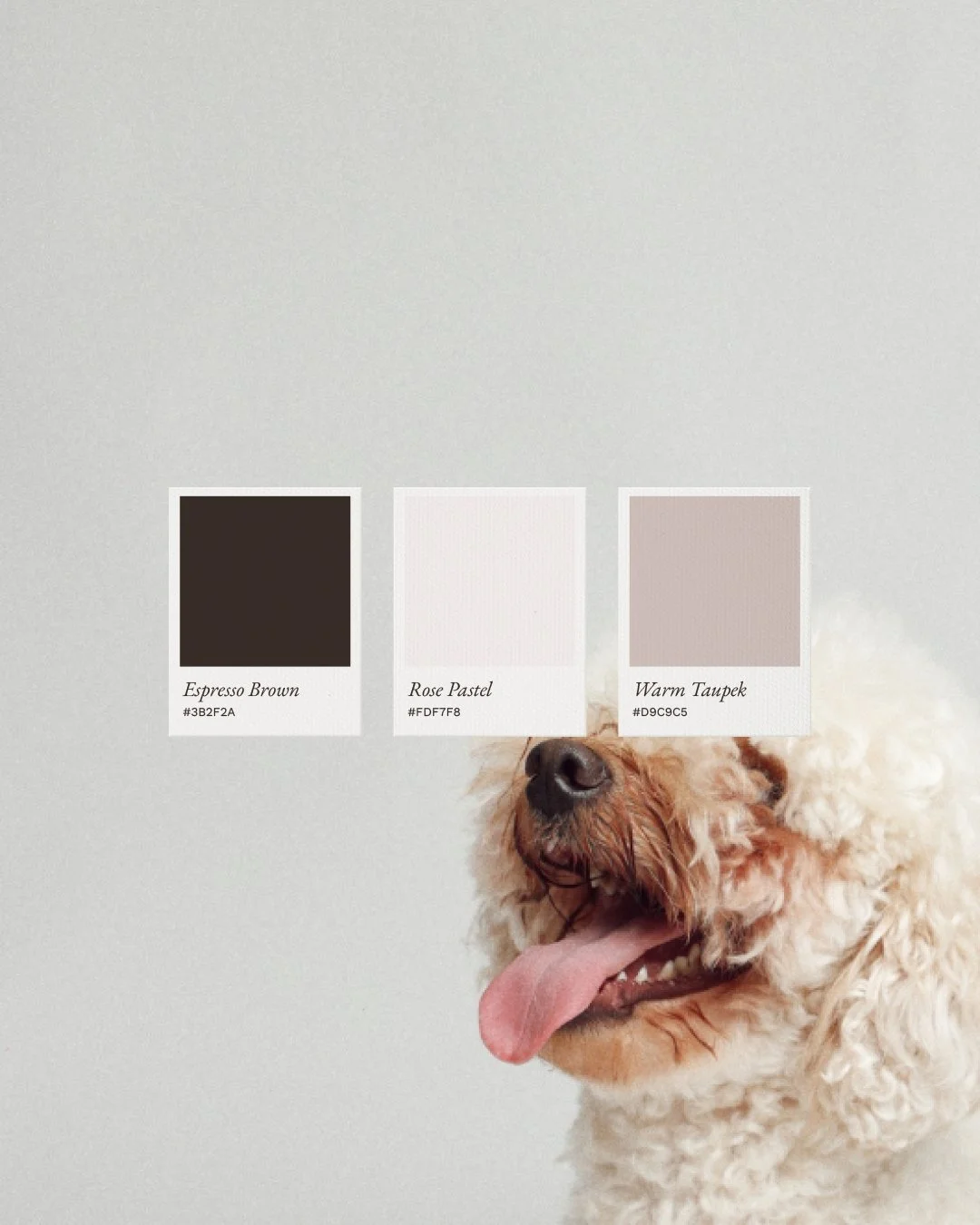 A happy curly-haired dog with its tongue out, side profile, in front of a gray wall with three color swatches labeled Espresso Brown, Rose Pastel, and Warm Taupe.