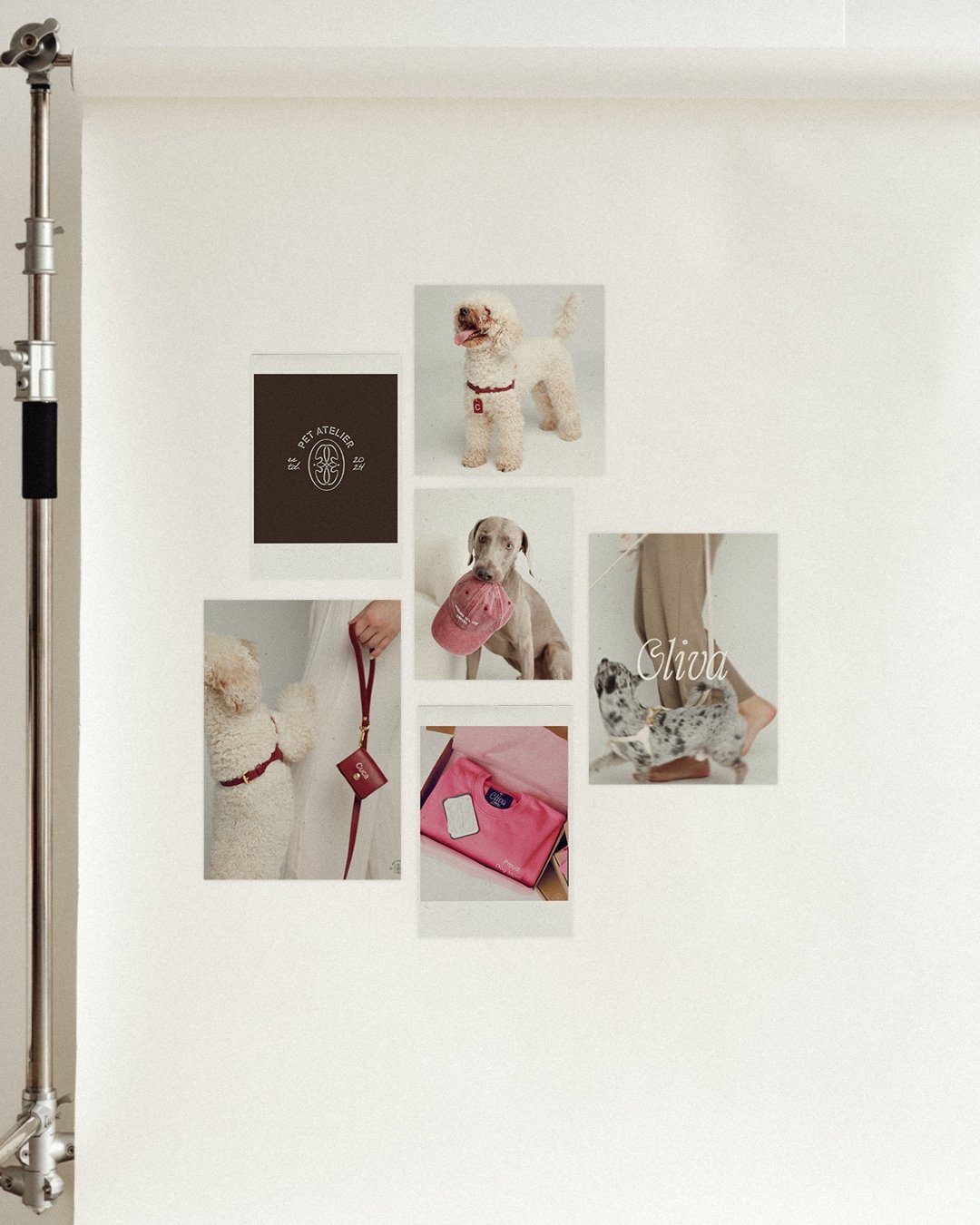 Collage of photos featuring dogs, dog accessories, and a logo. Includes a small white poodle, a grey dog with a pink hat, and a speckled dog. Also shows a pink bag, a red leash, and the word 'Oliva'.