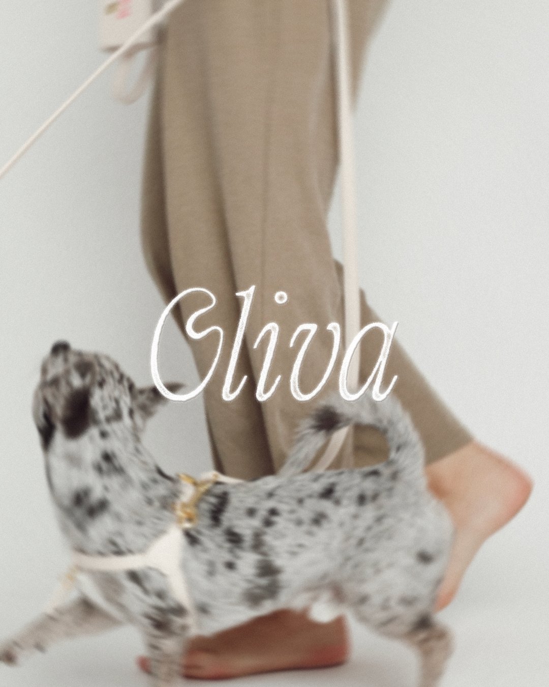 A person holding a pet chihuahua dog with a white and black coat and a gold collar. The person is wearing beige clothing and the background is plain.