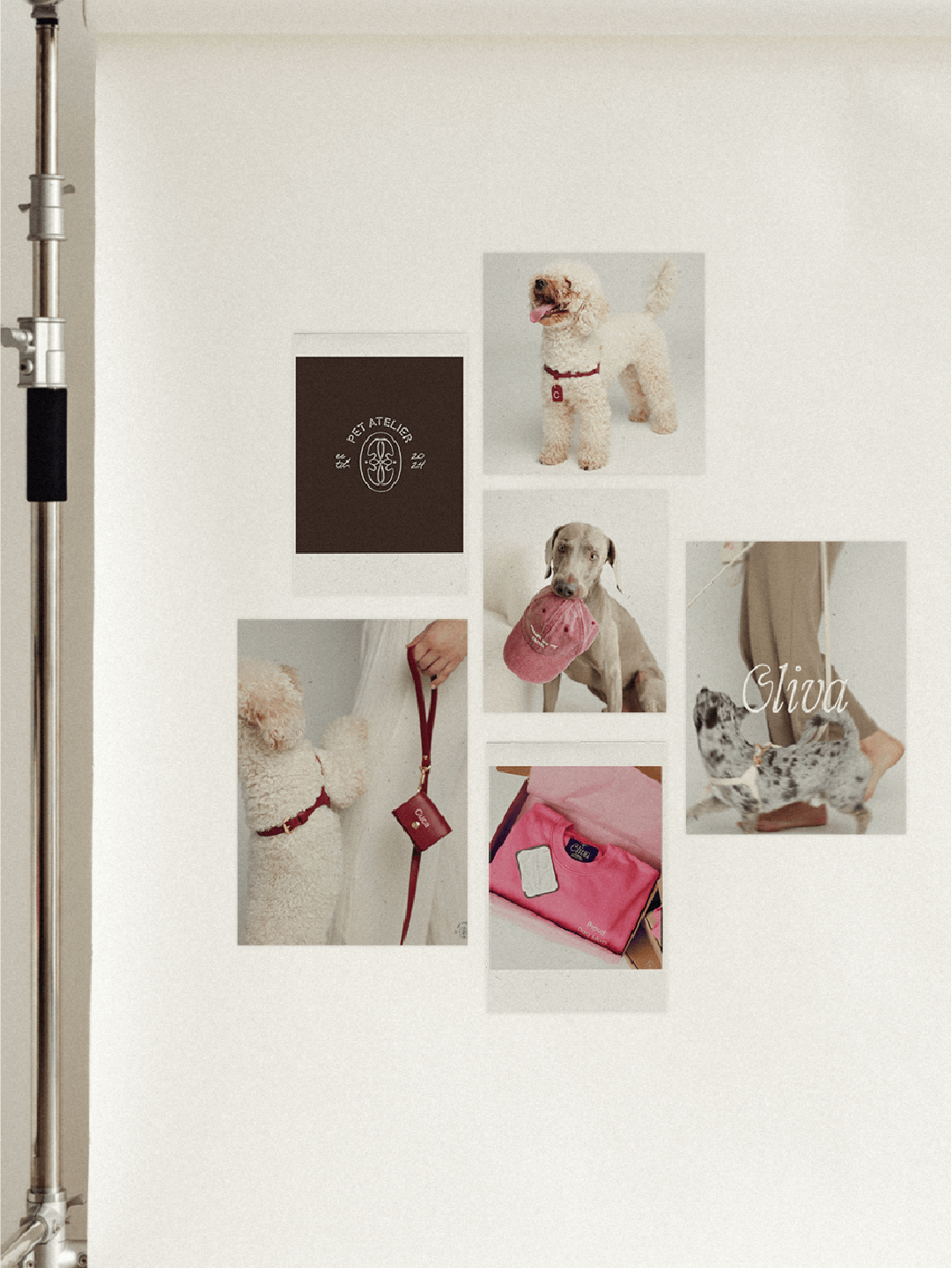 Collage of photographs featuring dogs with accessories, a person holding a leash, a pink bag, and a person with a dog. The photos include close-ups and full-length shots, with a mix of breeds and colors.
