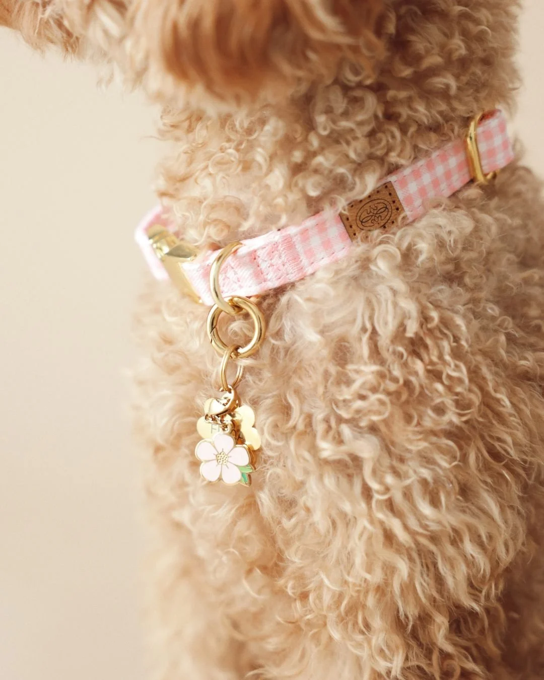 Close-up of a curly-haired dog wearing a pink and white checkered collar with a gold buckle and a flower-shaped charm.
