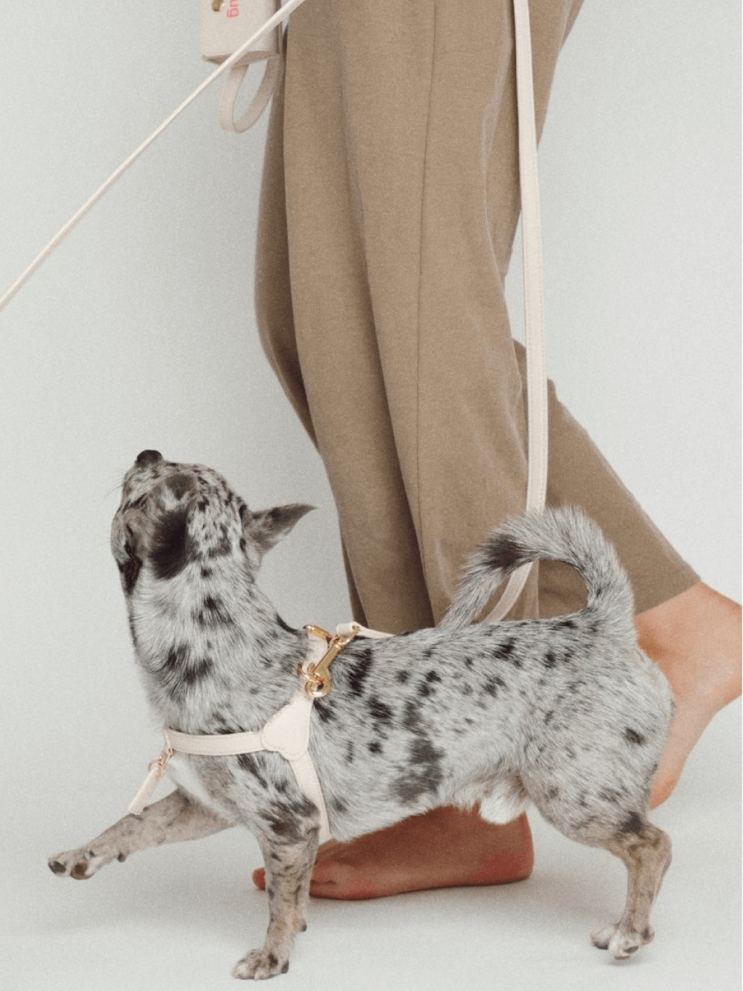 Small speckled puppy on a leash looking up at a person in tan pants, standing on a white background.