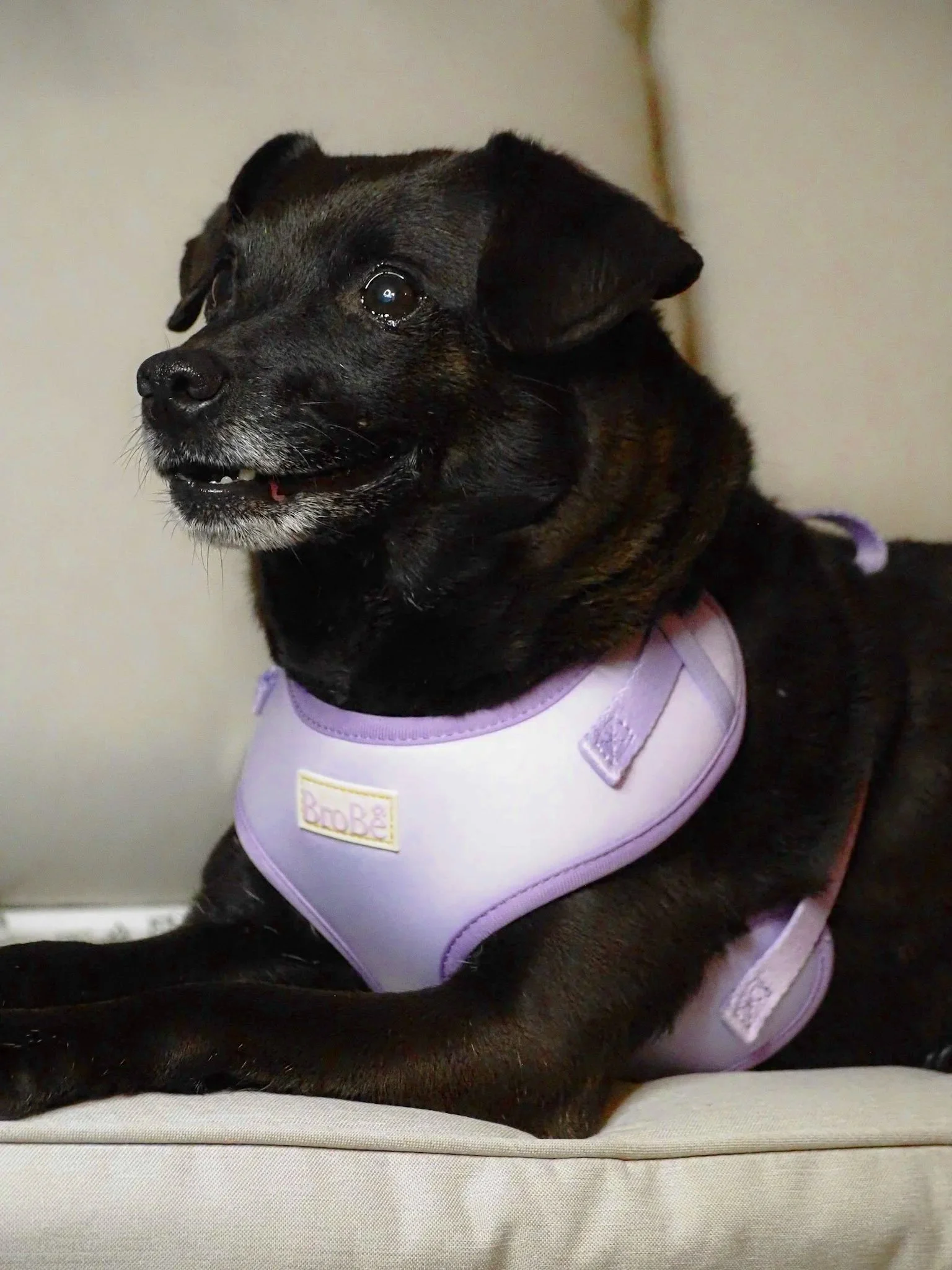 A black dog with some gray hair on its face wearing a purple harness, resting on a bed.
